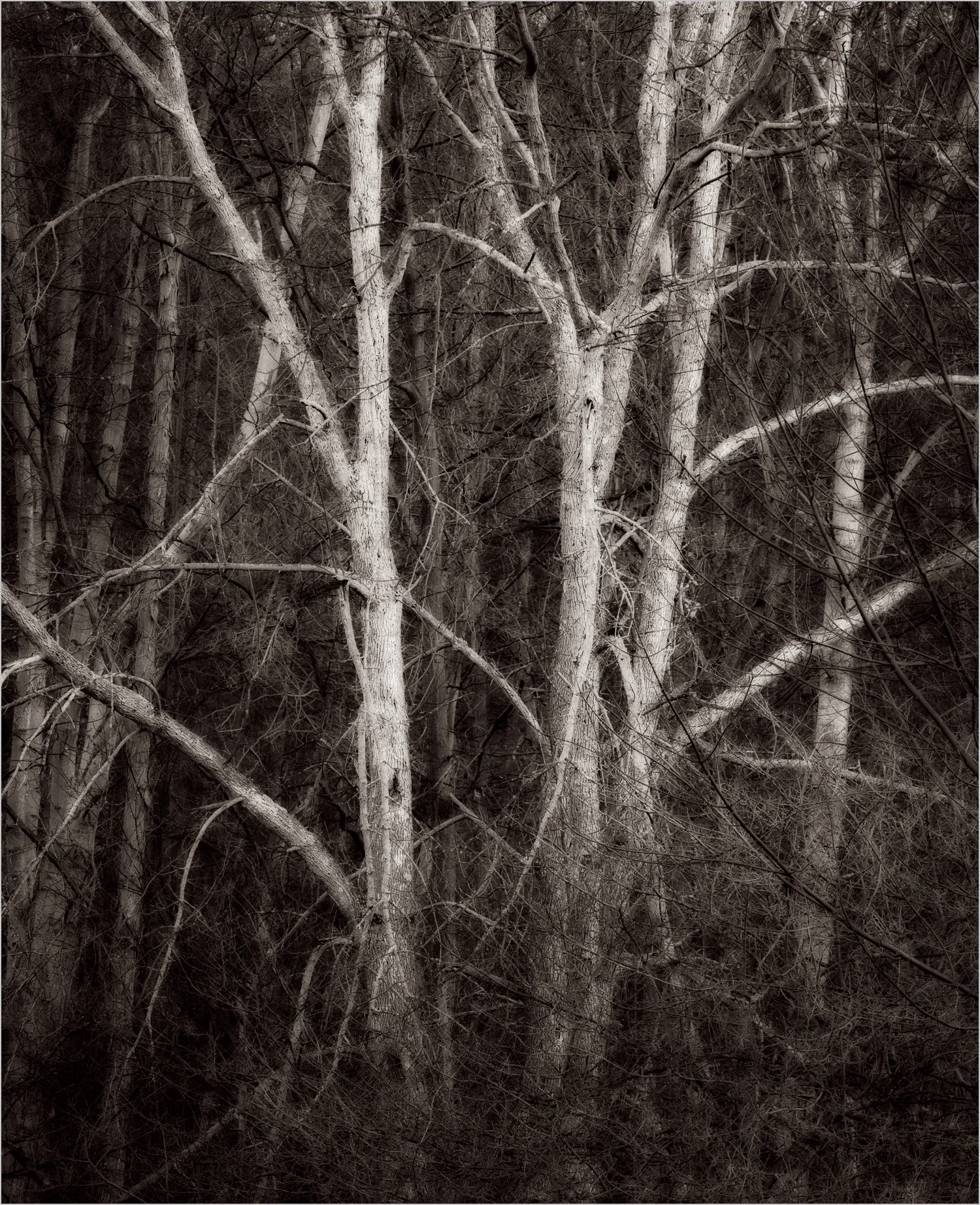 528 Trees