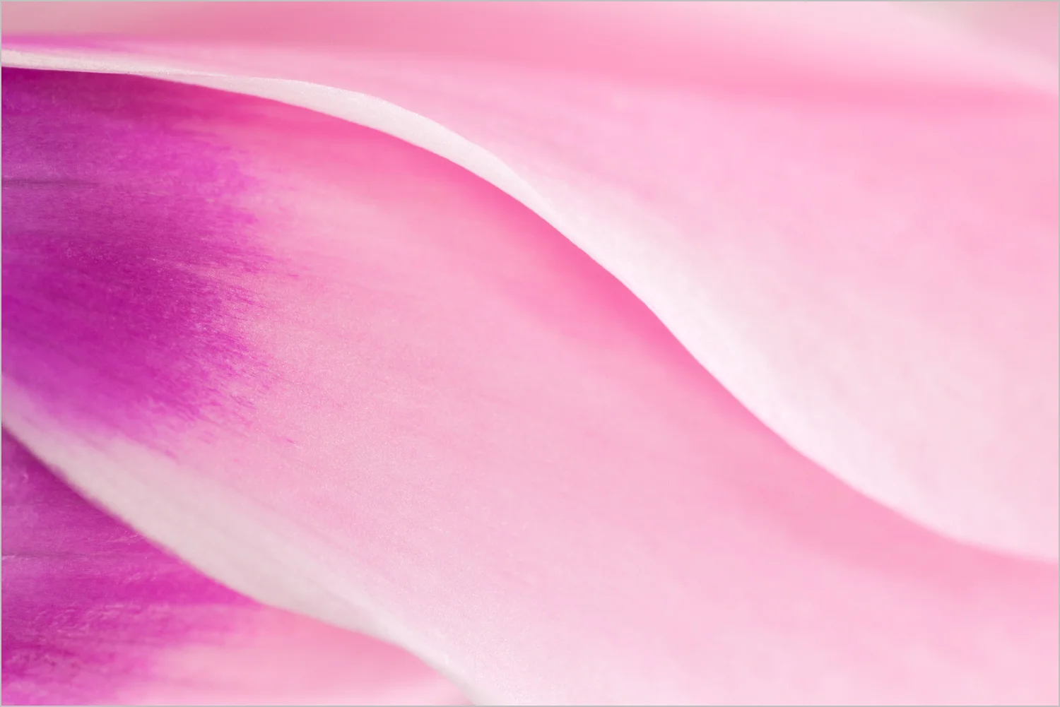 Cyclamen Abstract © Howard Grill