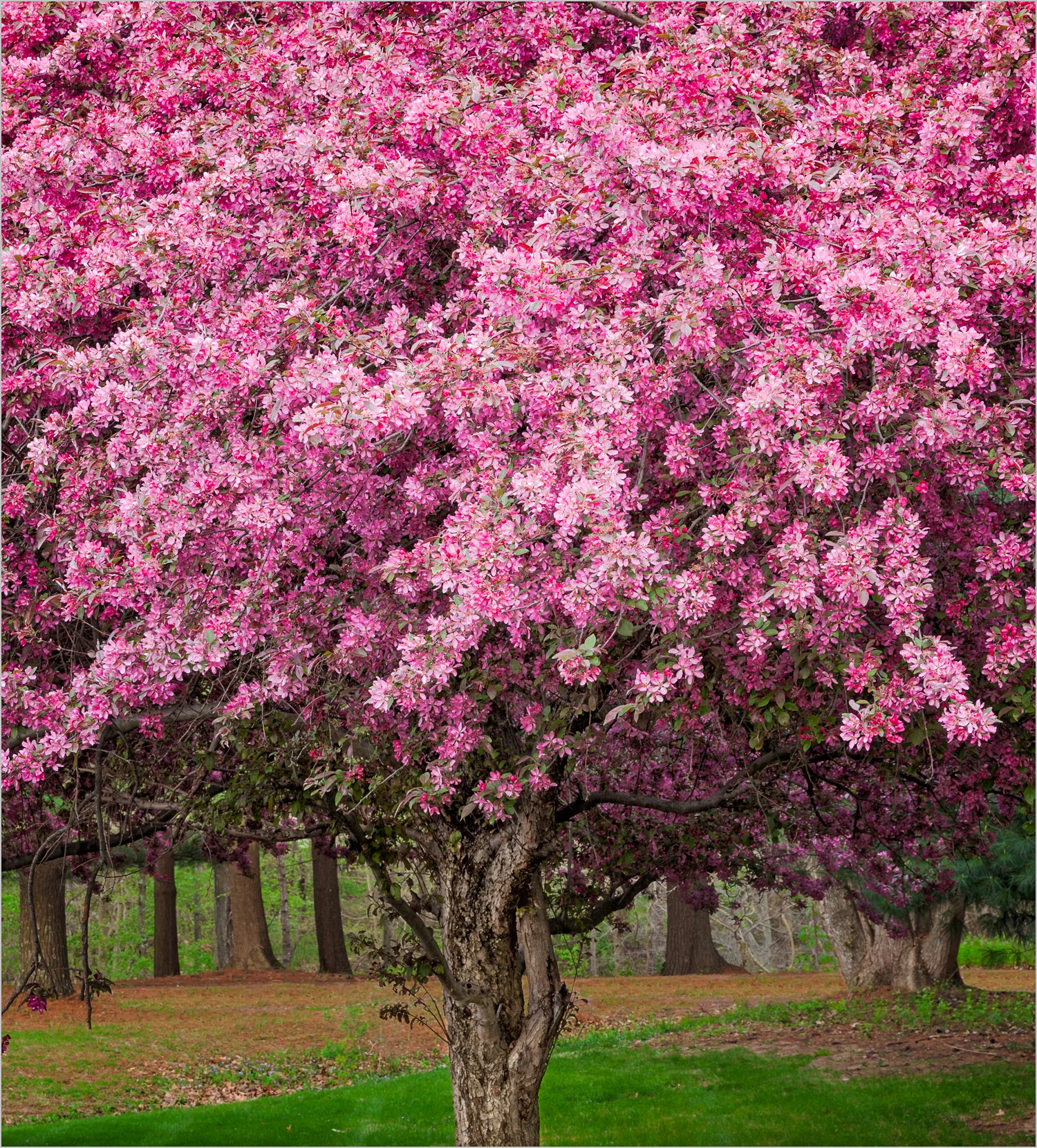 Pink Fantasy