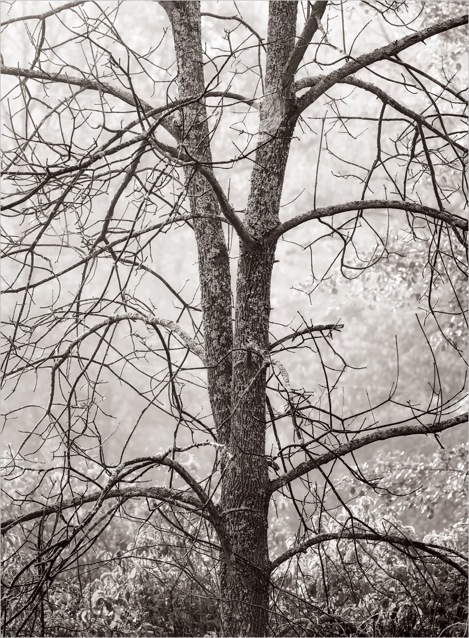 Dancing Trees II