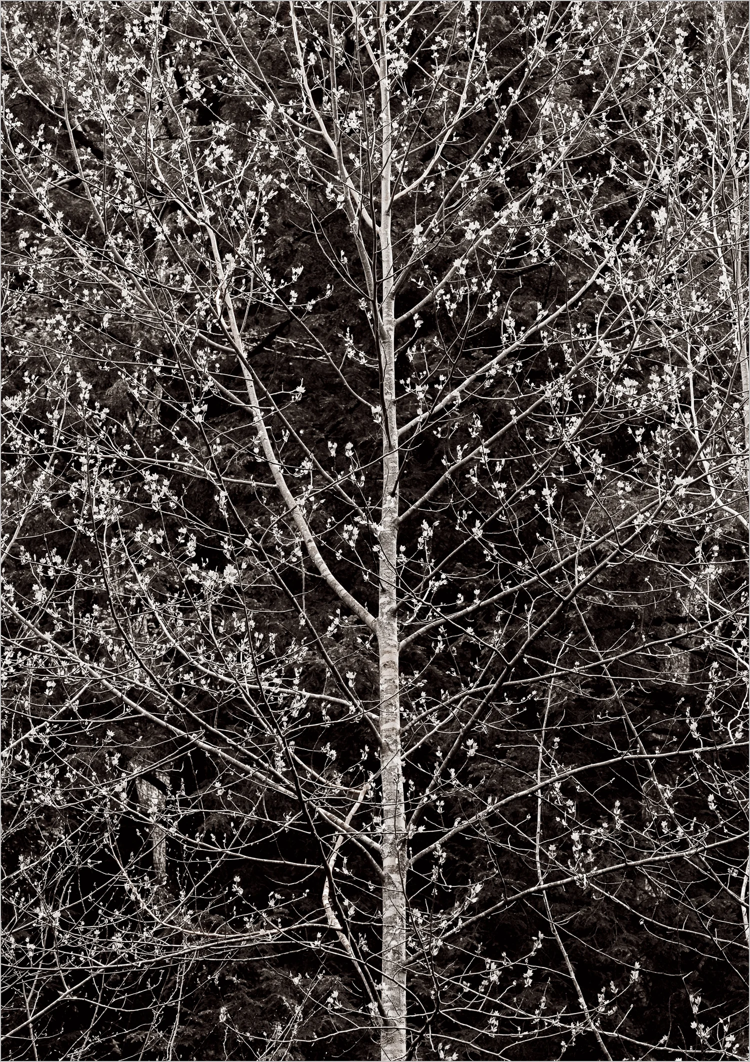 Glowing Tree