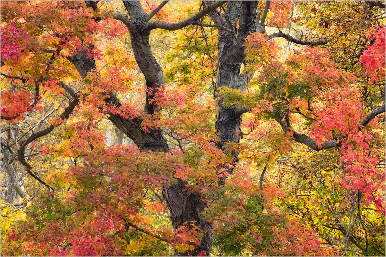 Swirling Autumn Leaves