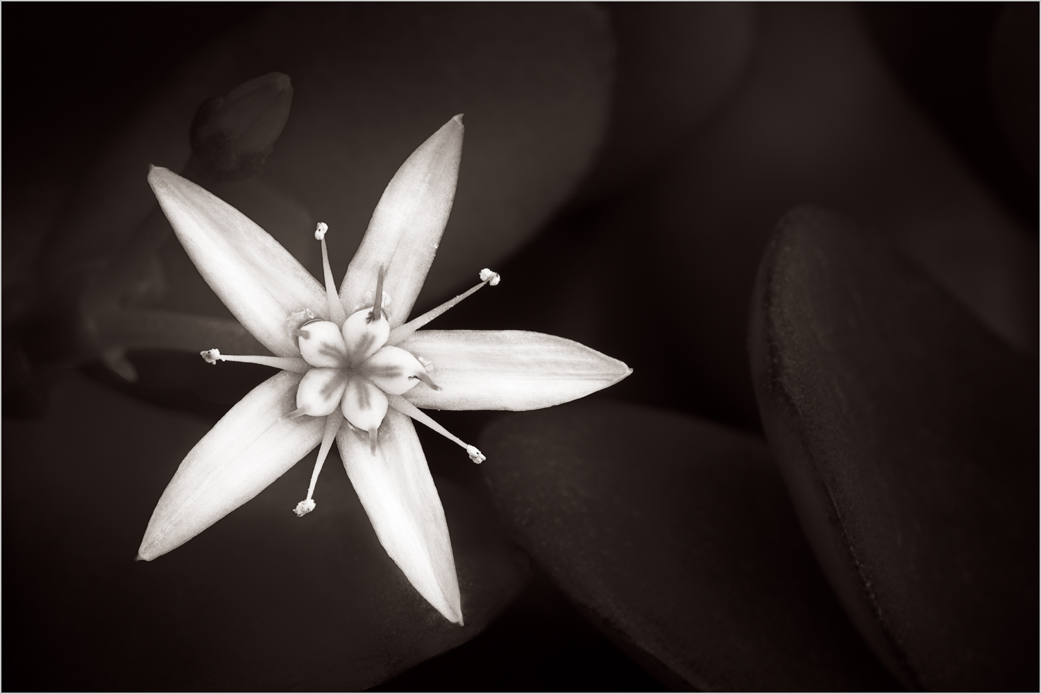 Jade Plant Flower