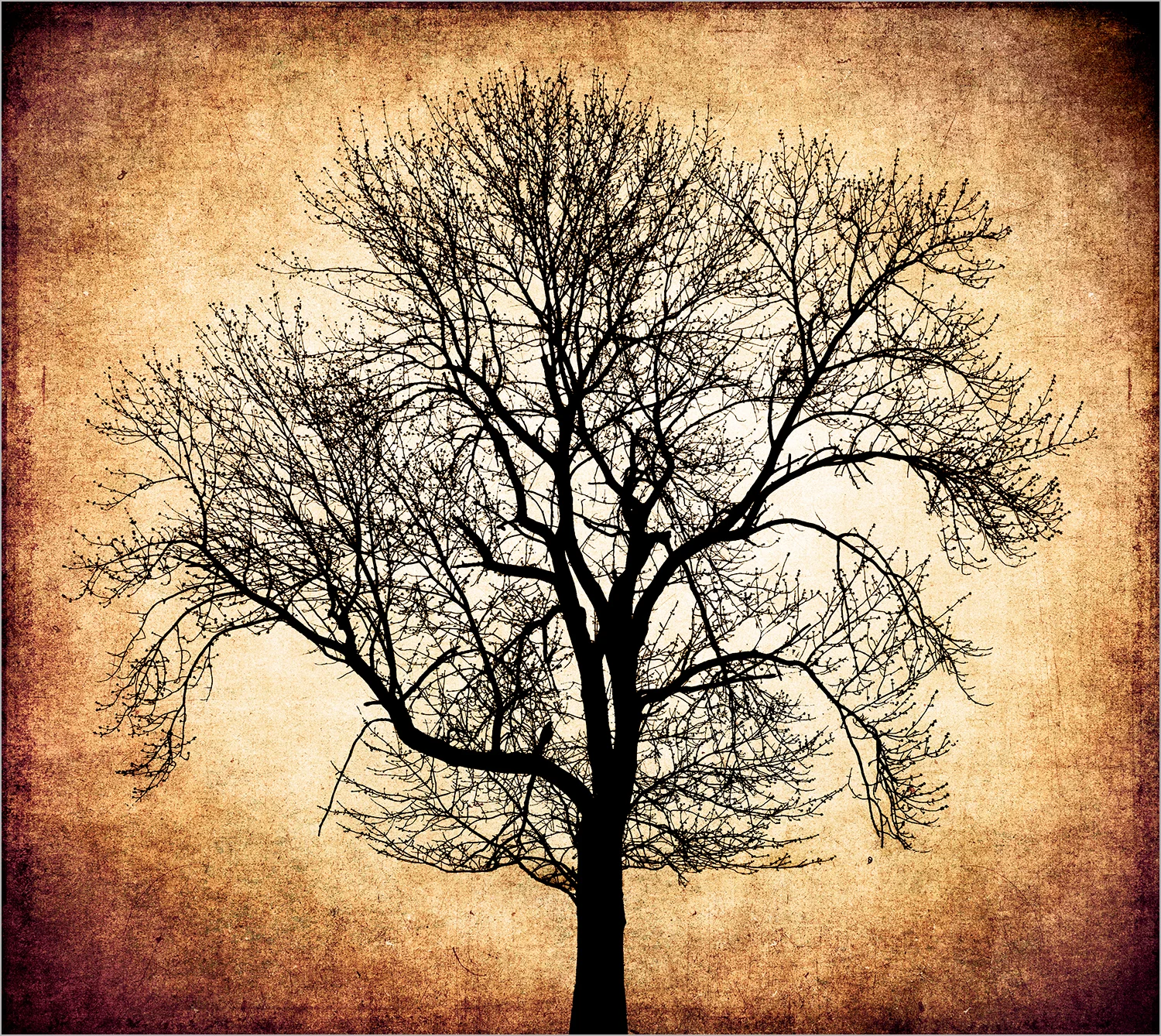 Bare Tree II