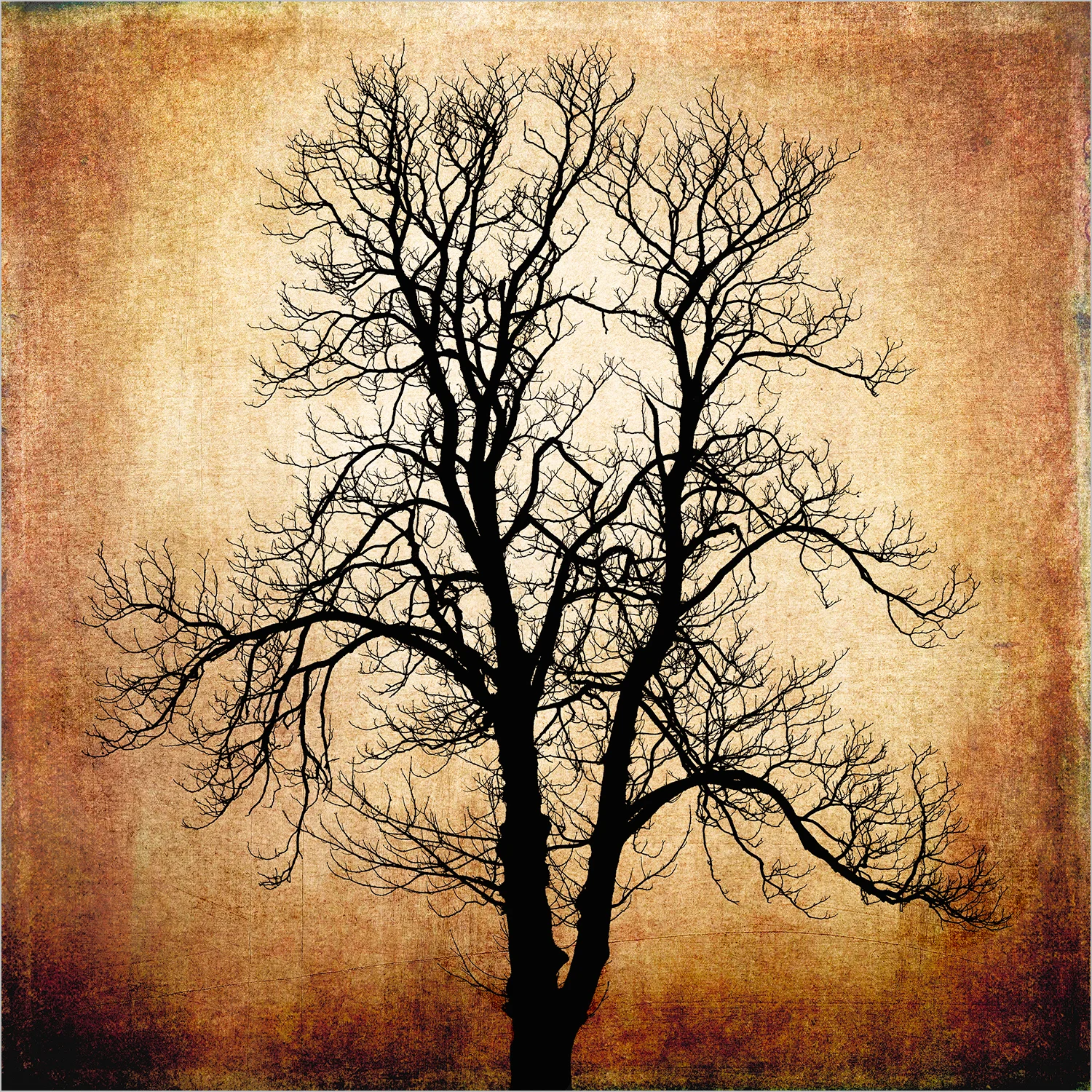 Bare Tree III