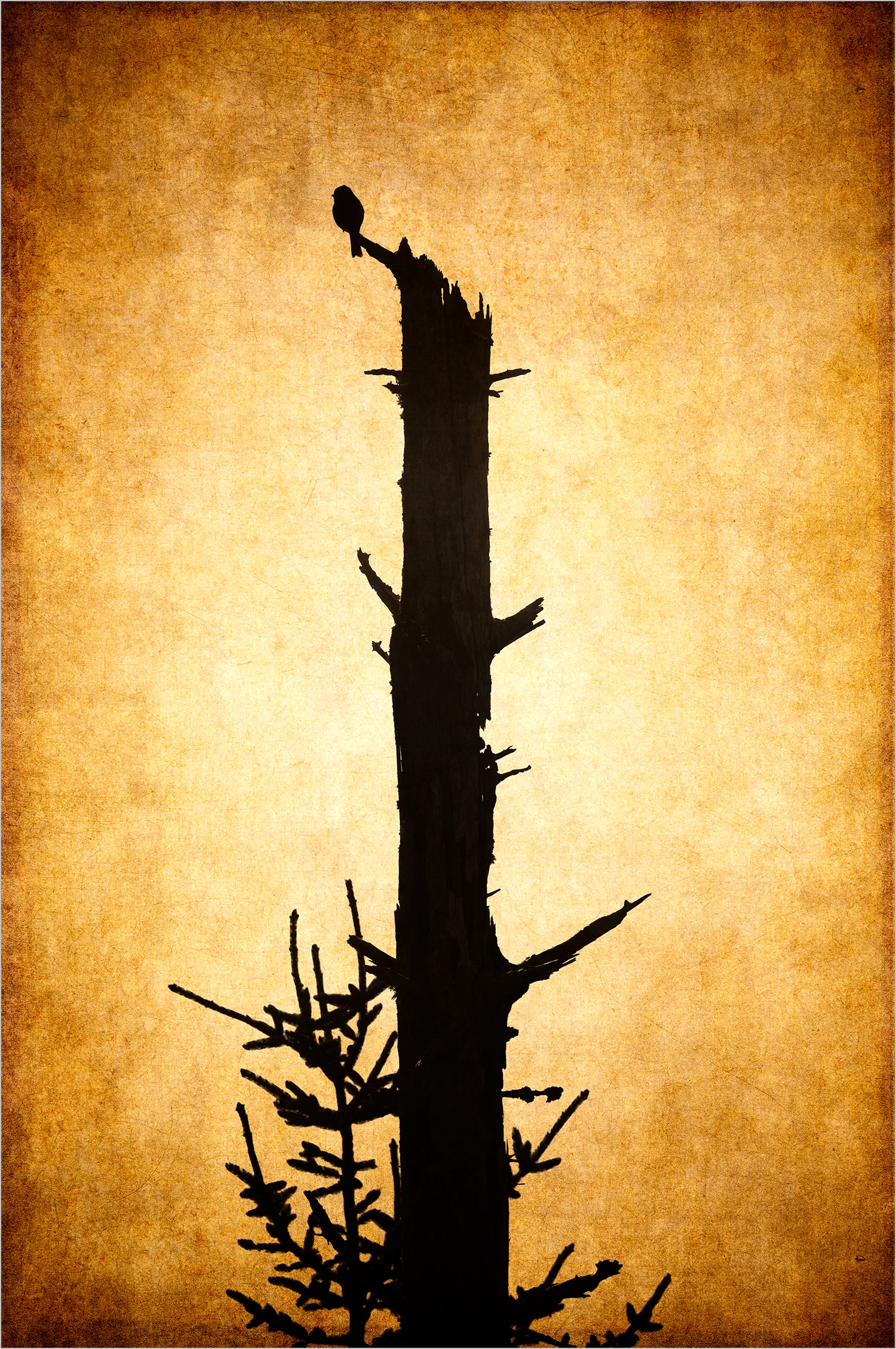 Bare Tree V