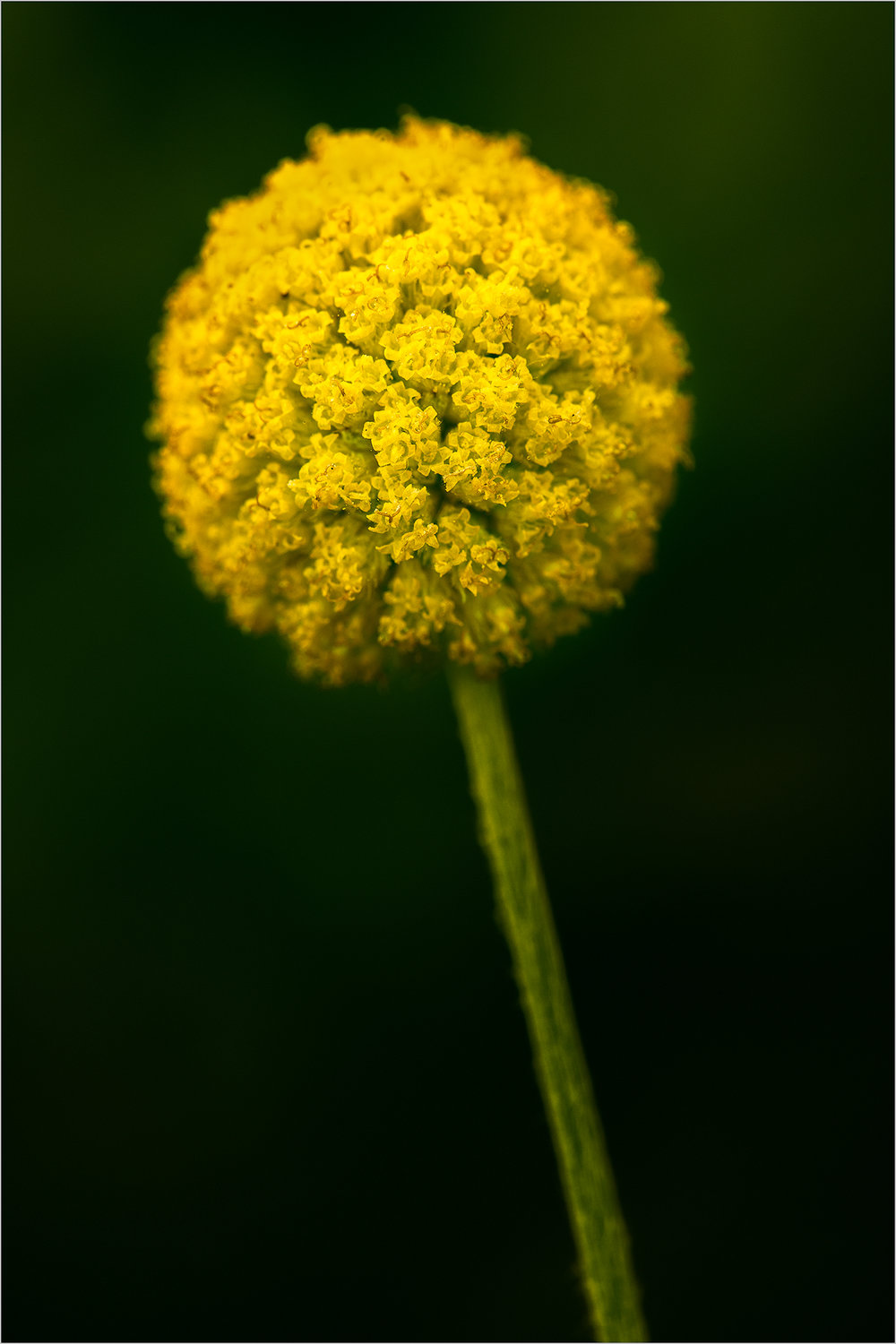 billy balls flower nz