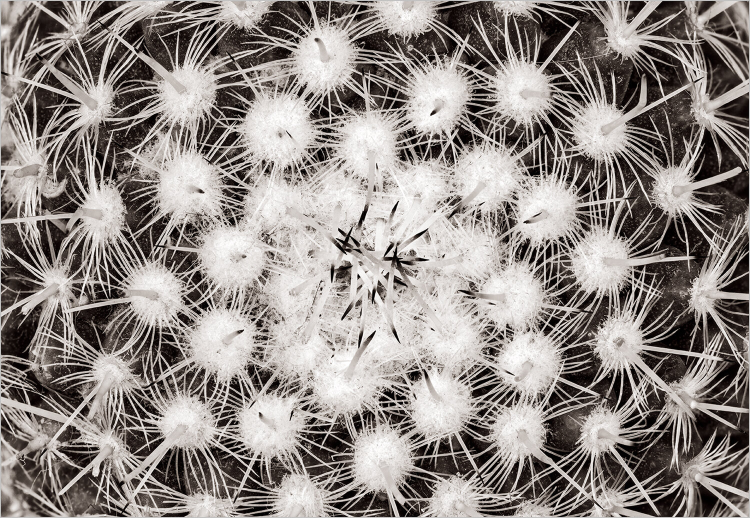 Cactus Spines