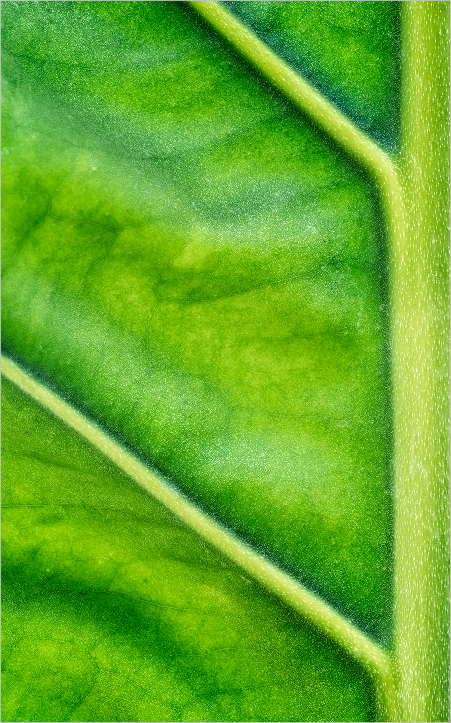 Scalloped Laceleaf I
