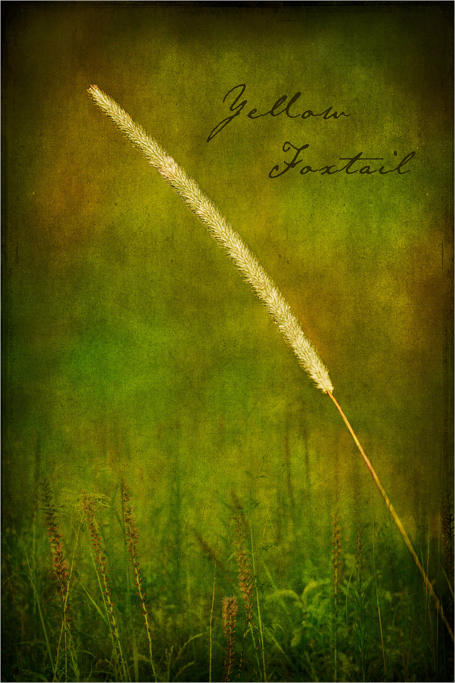 Yellow Foxtail