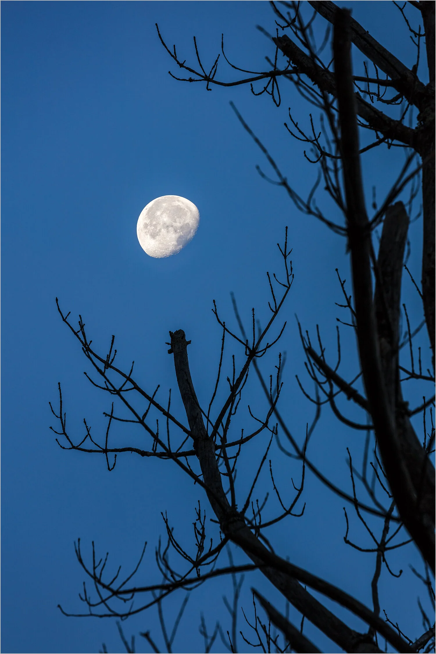 Tree And Moon