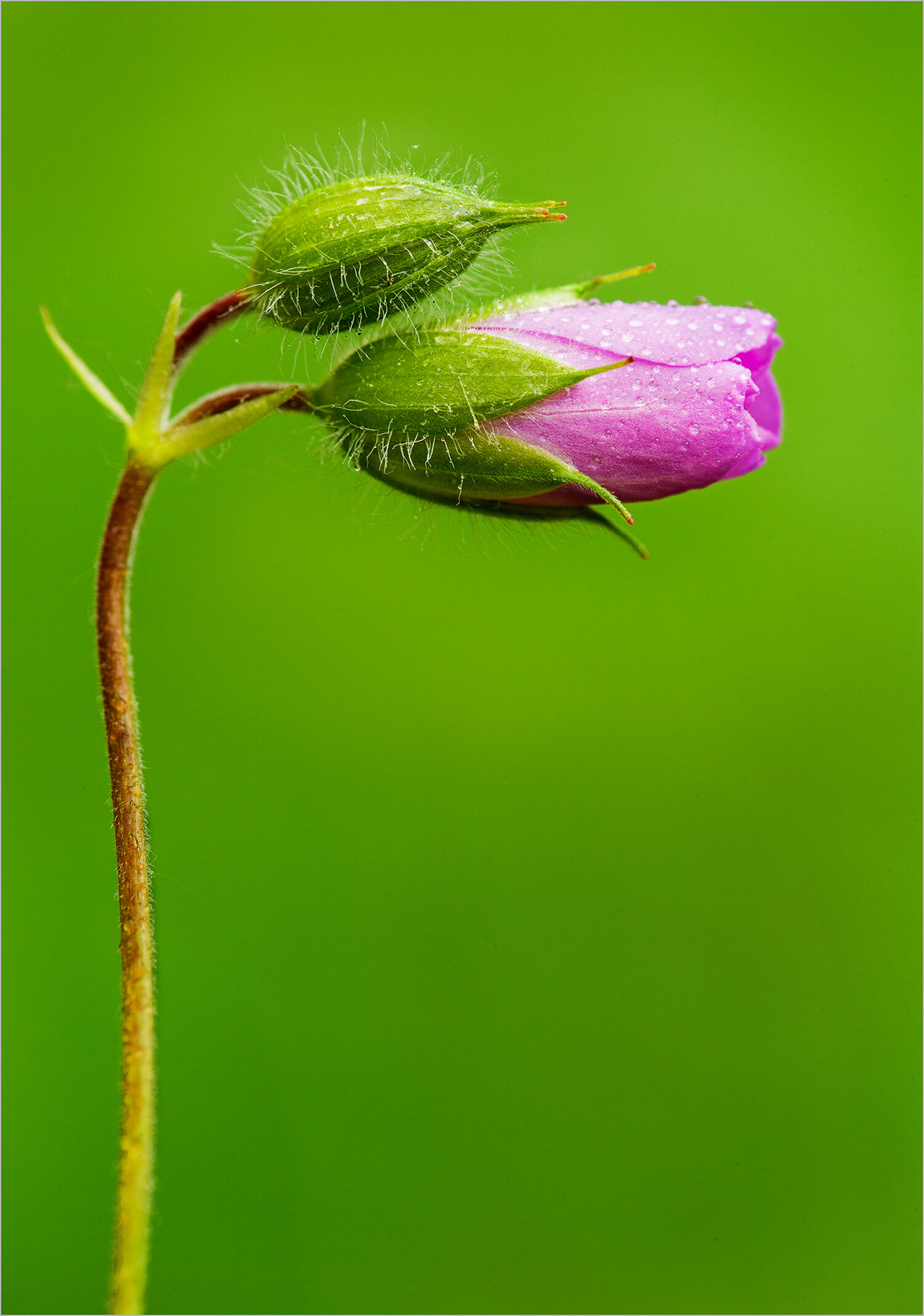 After The Rain