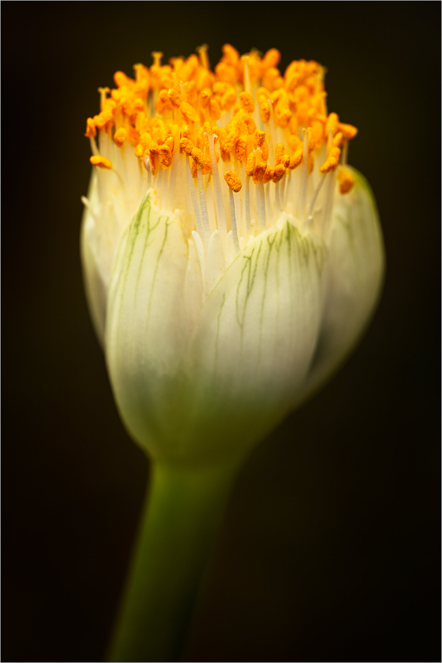 Flowers Blog Howard Grill Photography