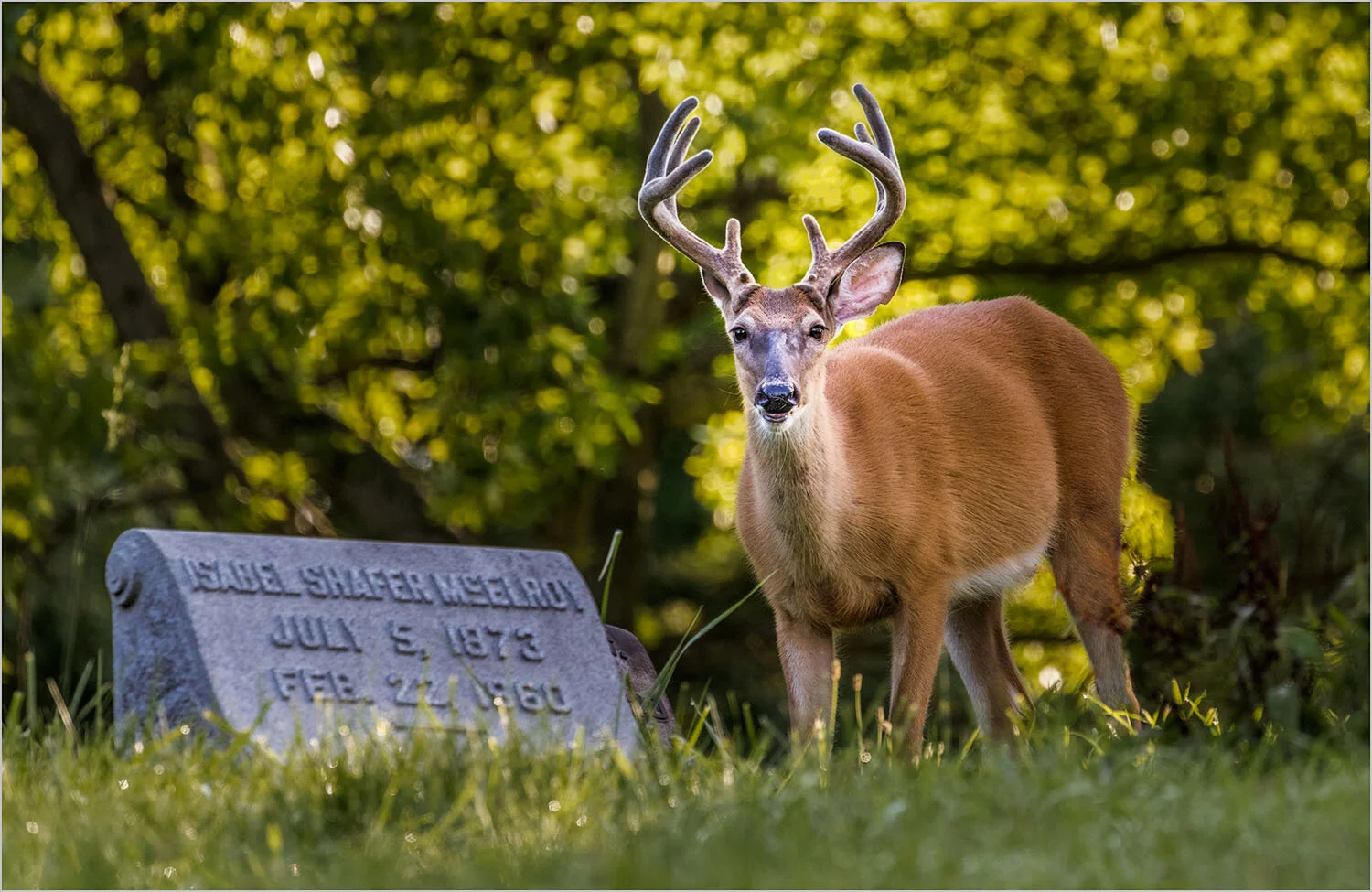 The Buck Stops Here    © Howard Grill