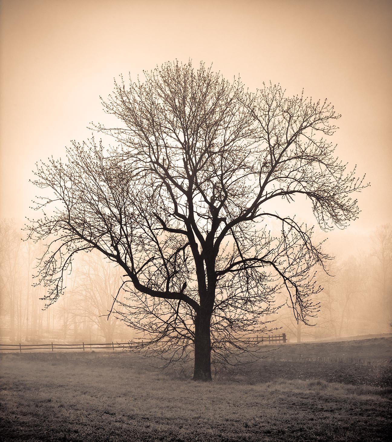 Reaching Out (Sepia)