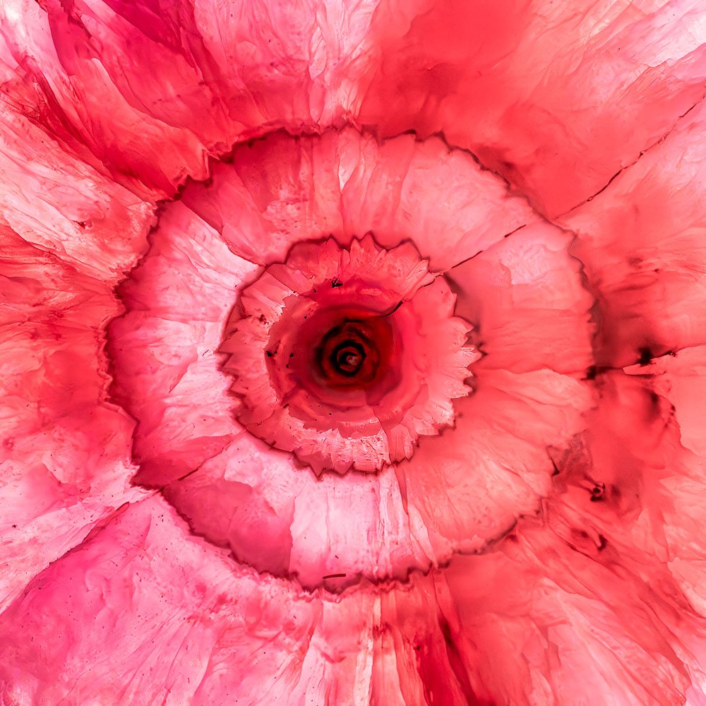 Close up photo of a rock that looks like a flower