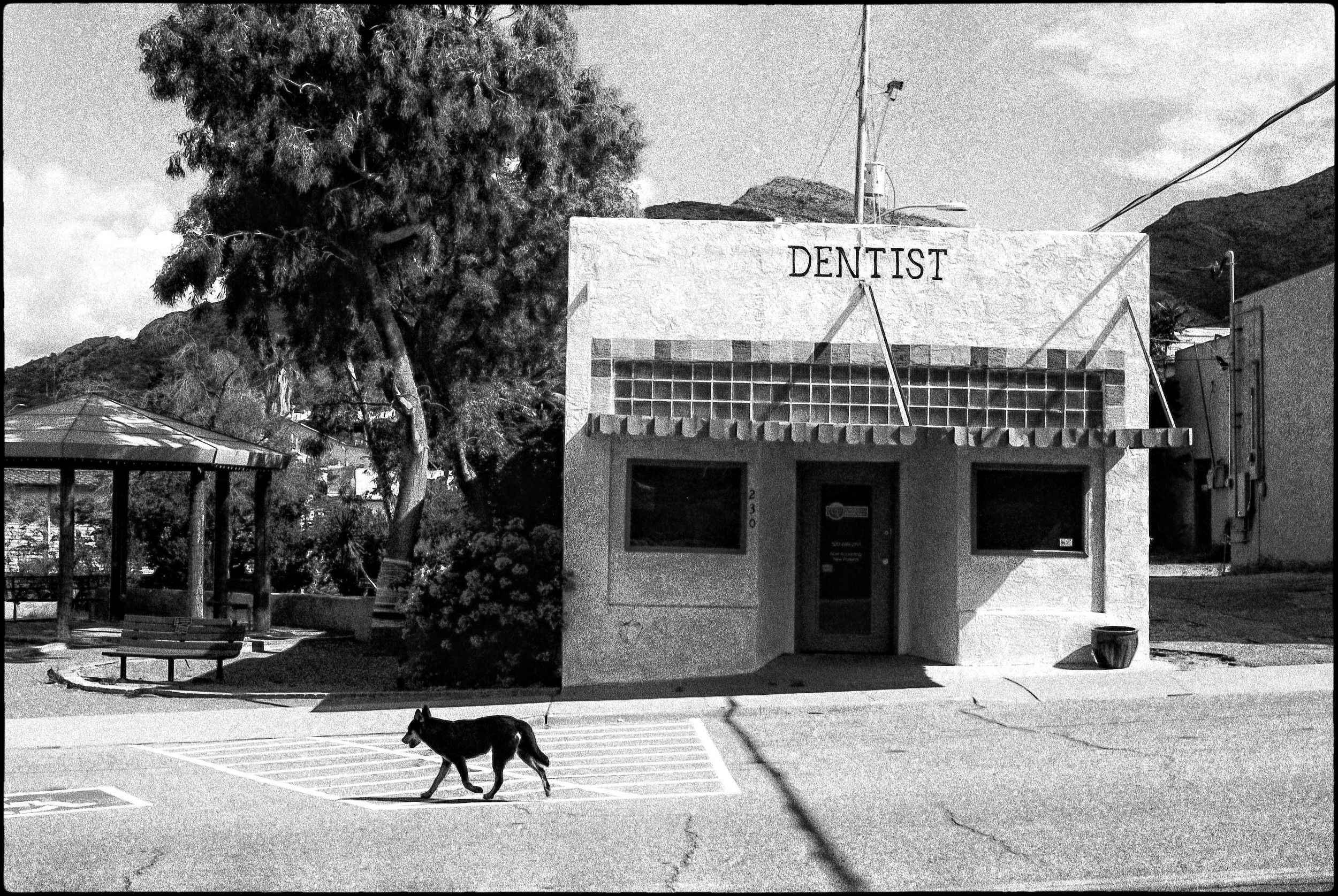Dog & Dentist II