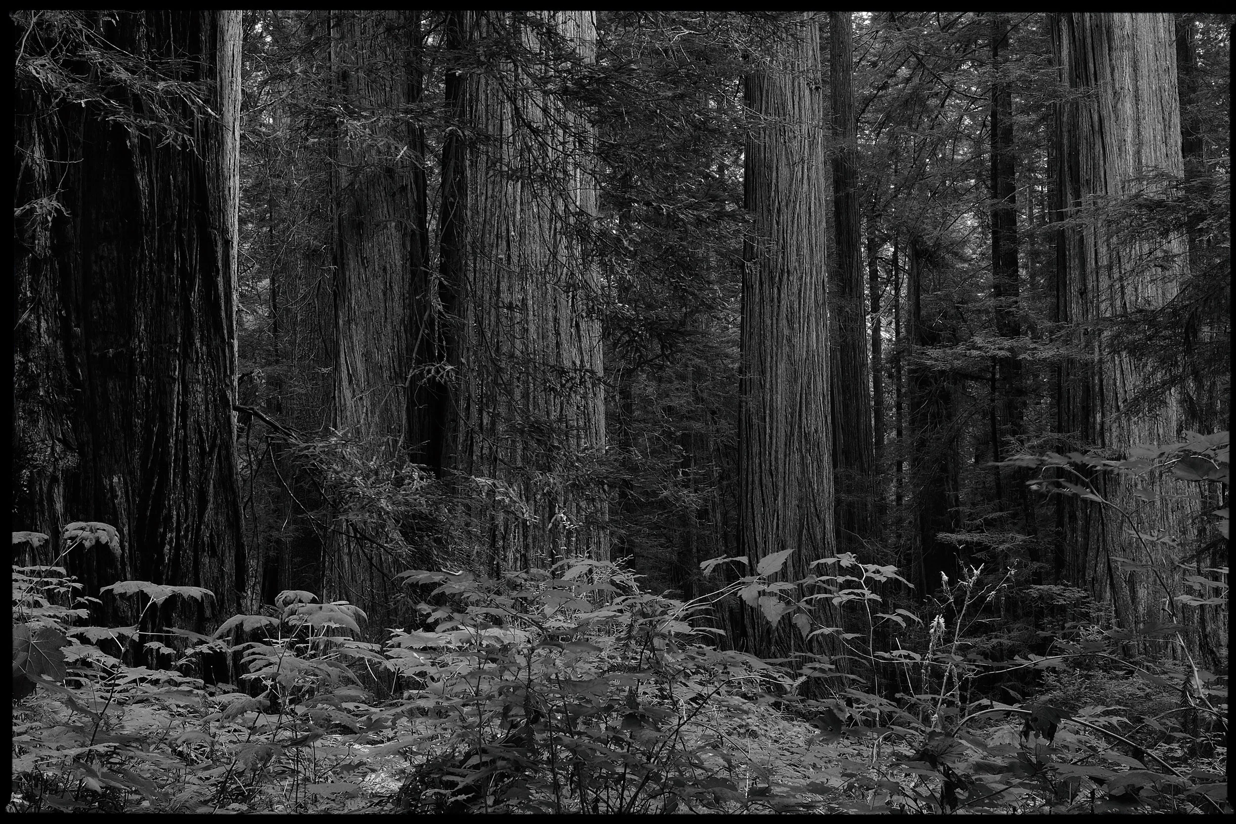 Bring forth you inner Ansel Adams! Black and white photography can be fun...producing compositions that you would typically ignore.