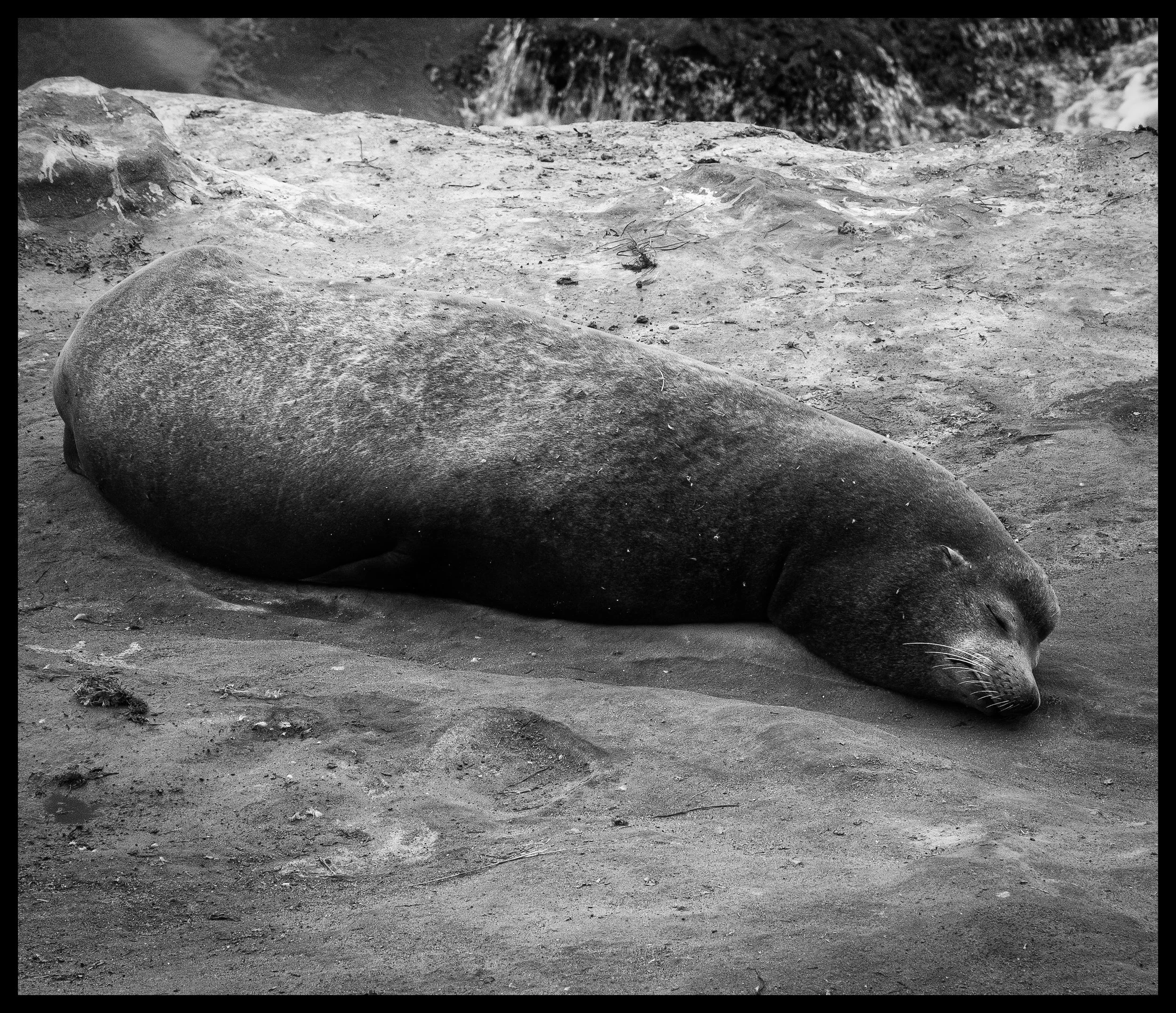 California Sea Lion "Zalophus californianus"