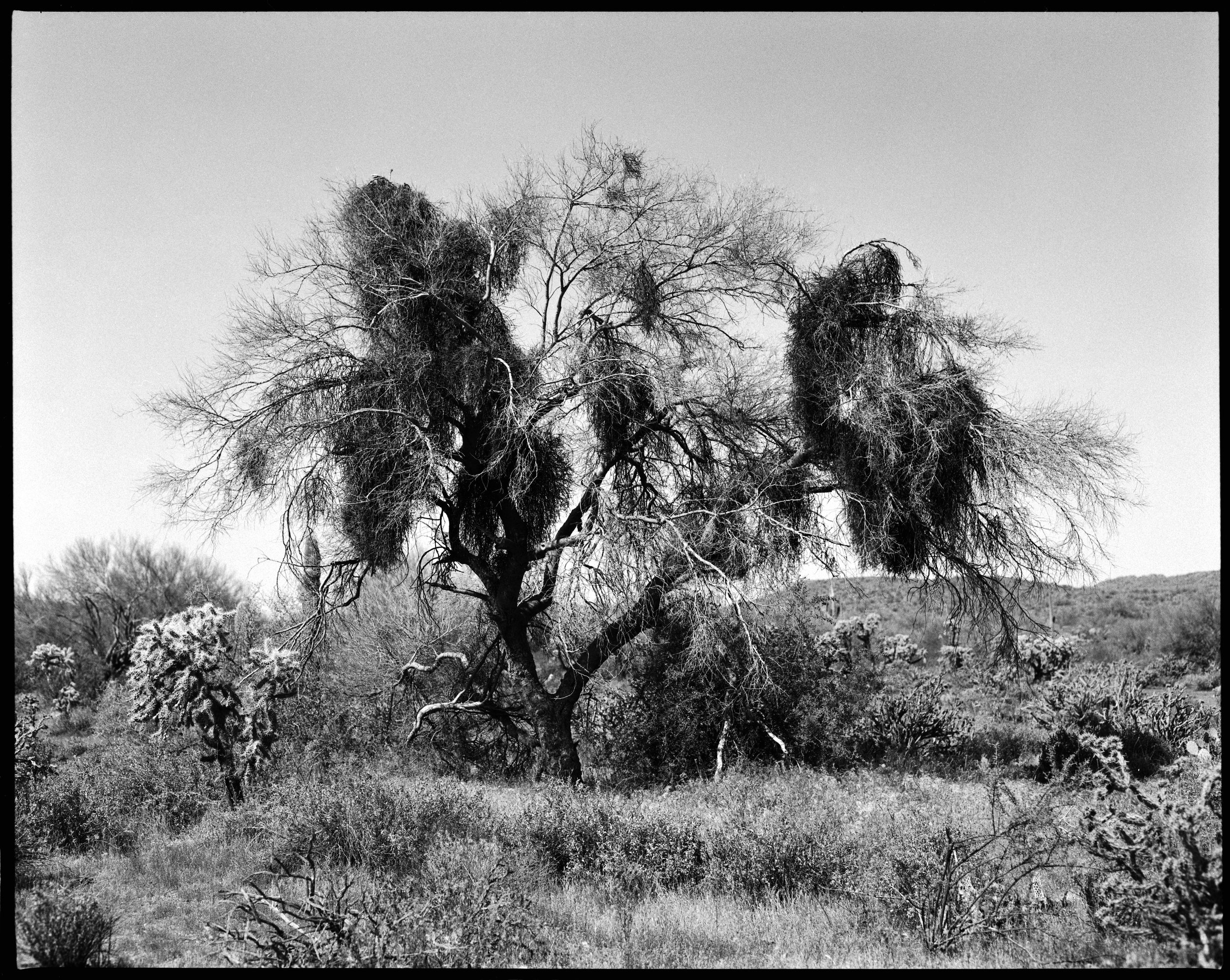 Desert Mistletoe