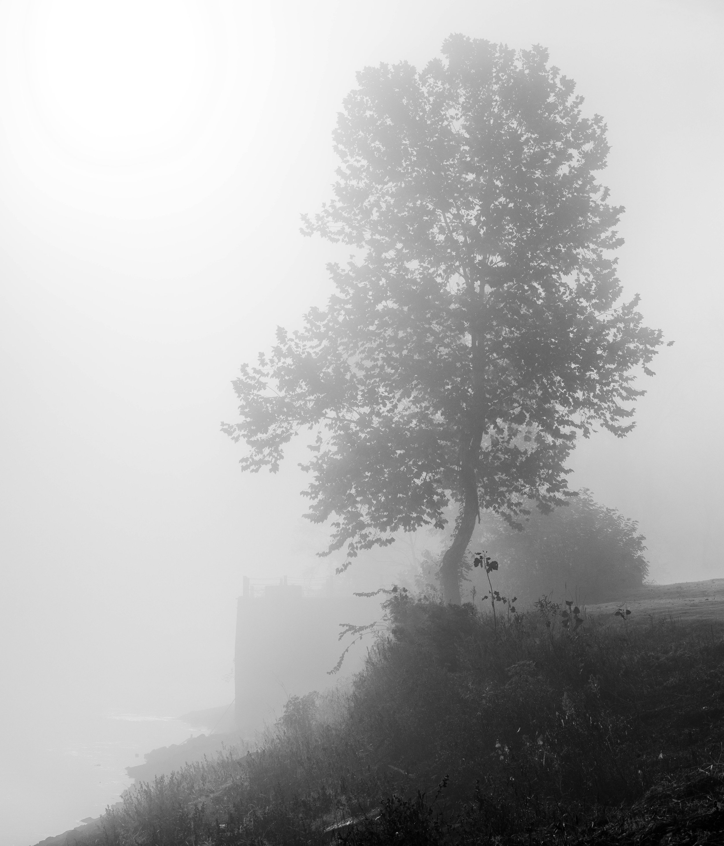 Isolated in the Fog