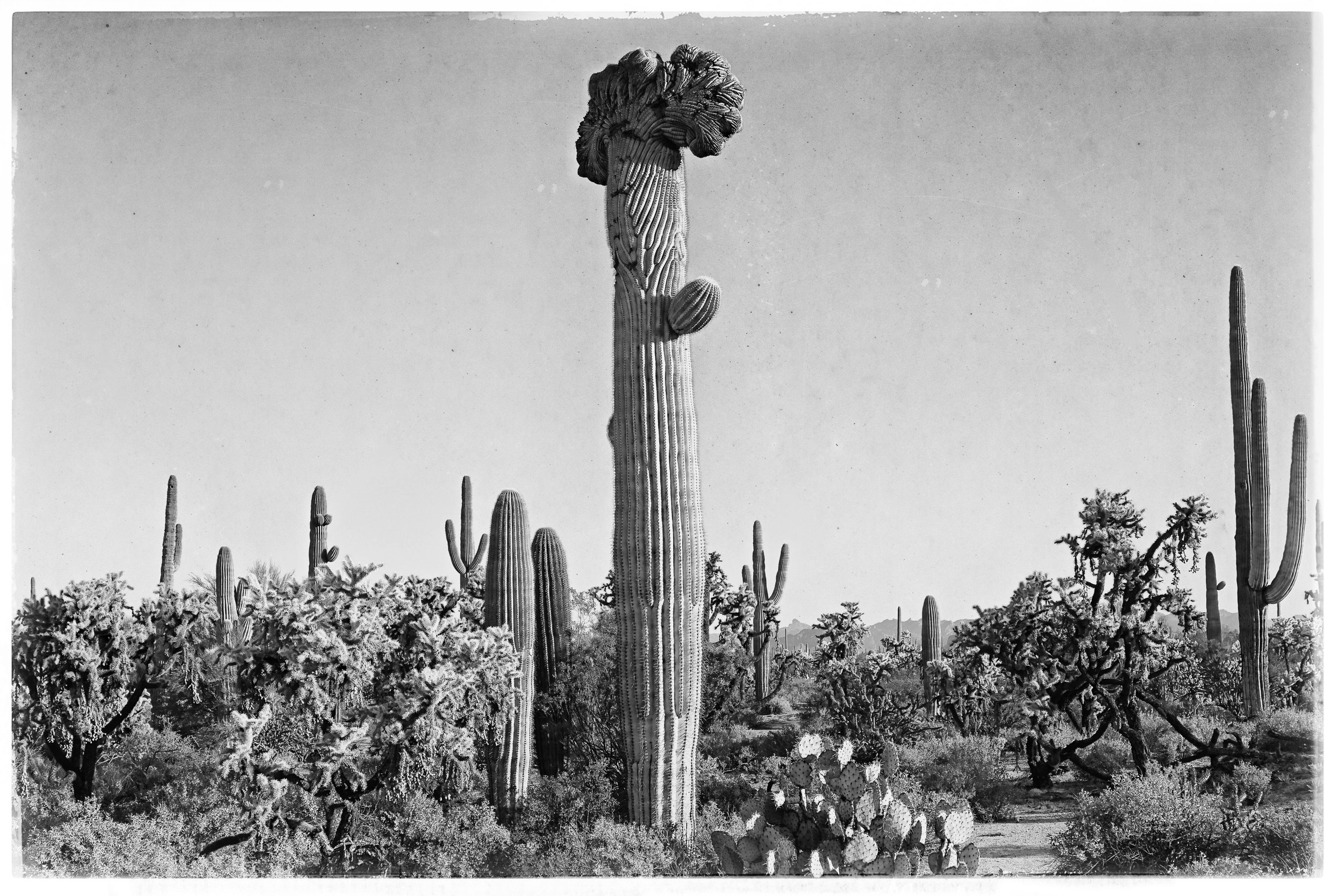 Beautiful Crested Saguaro