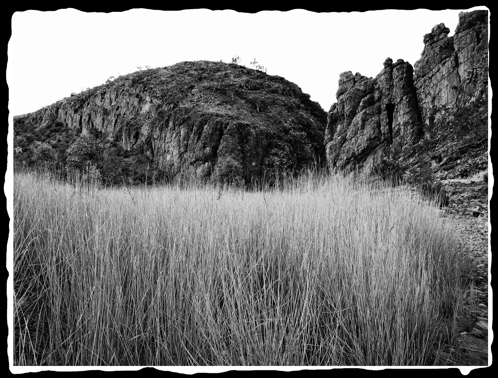 Tall Grasses