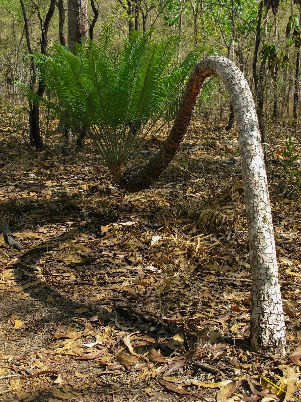 Territory Wildlife Park