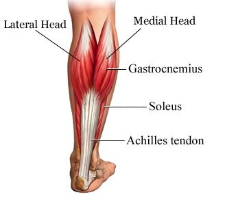 Calf Muscles — Thornleigh Performance Physiotherapy