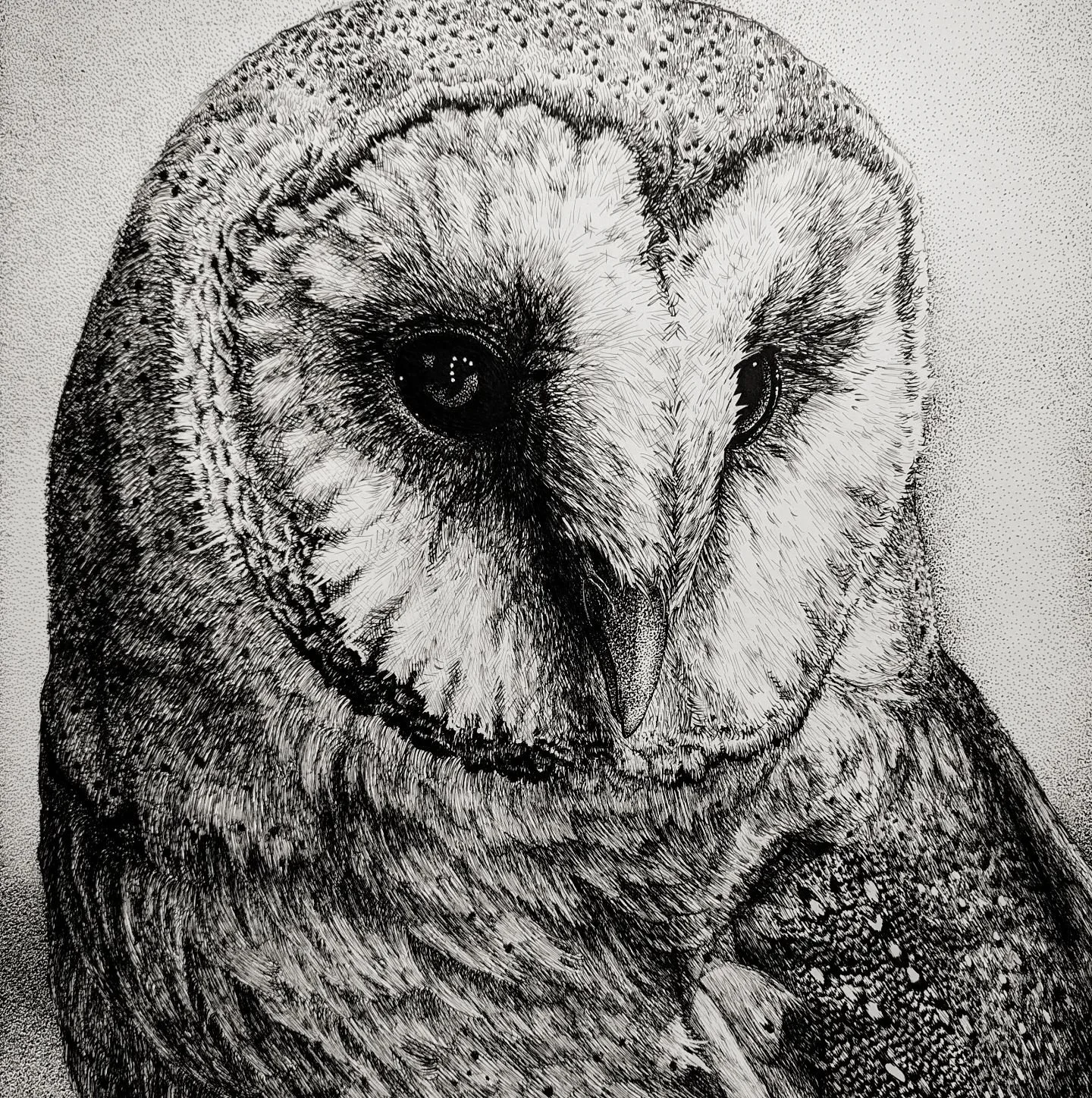 Barn Owl ink piece for lovely Devon 🧡
16 x 20
Ink on illustration board

#art #artist #pen #penandink #lineart #linework #illustration #illustrator #dotworknow #bird #animal #blackwork #owl #barnowl #stippling #pointillism