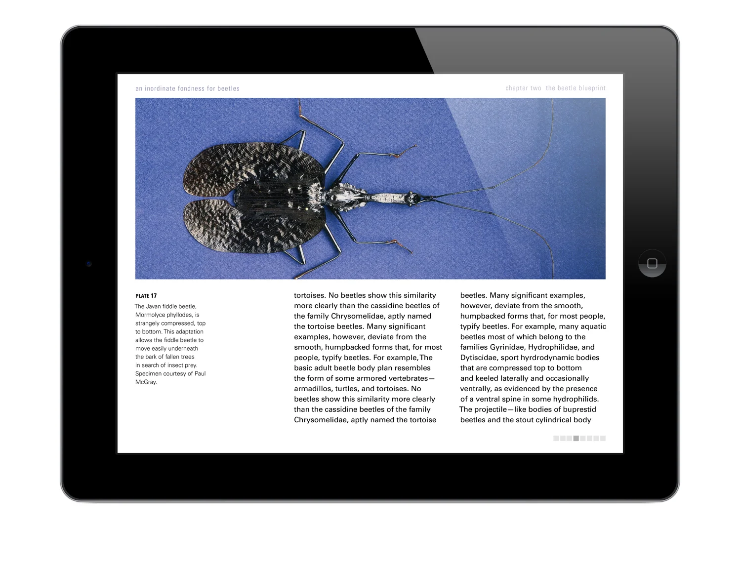 sekela_beetles_ipad_3.jpg
