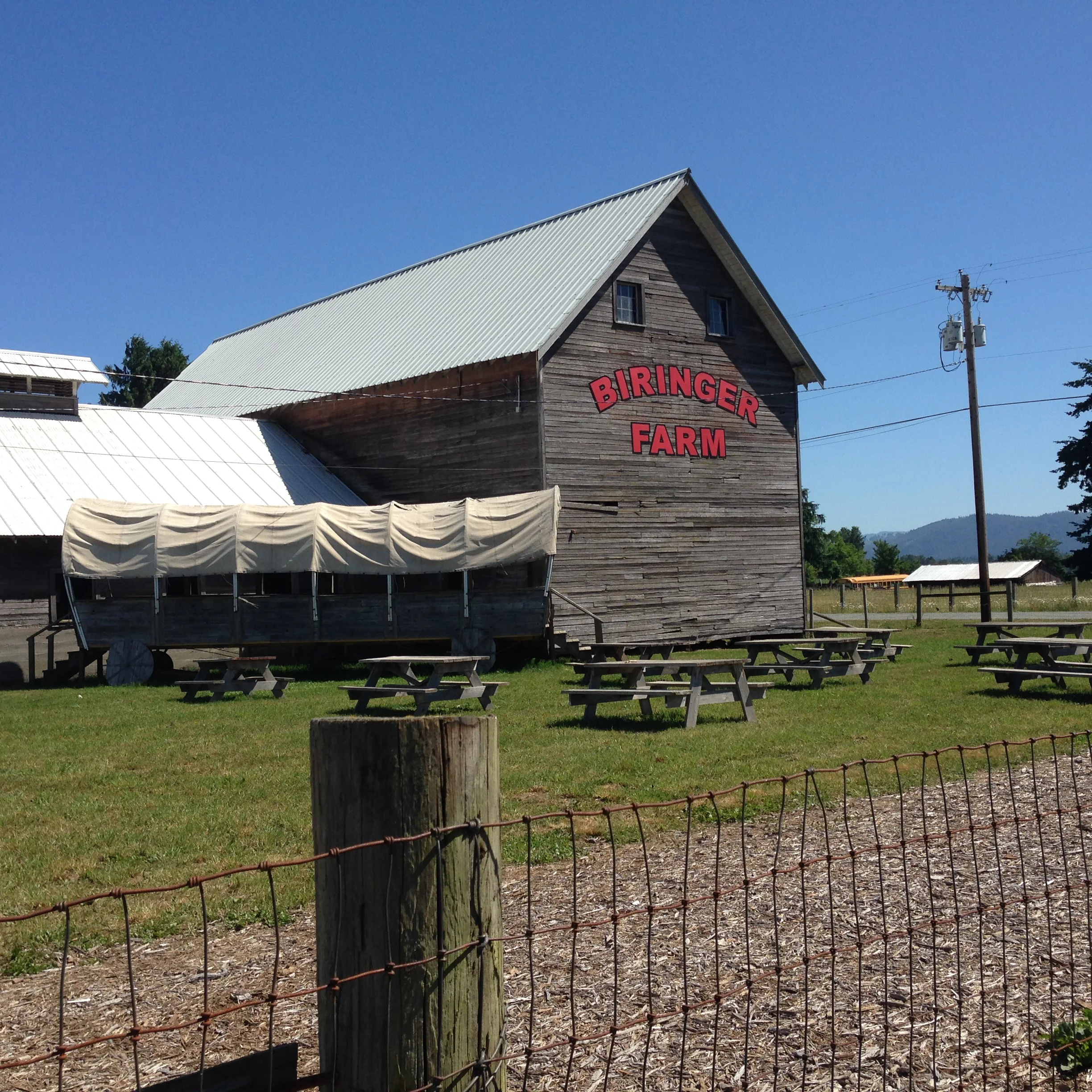 Strawberry picking 1.jpg