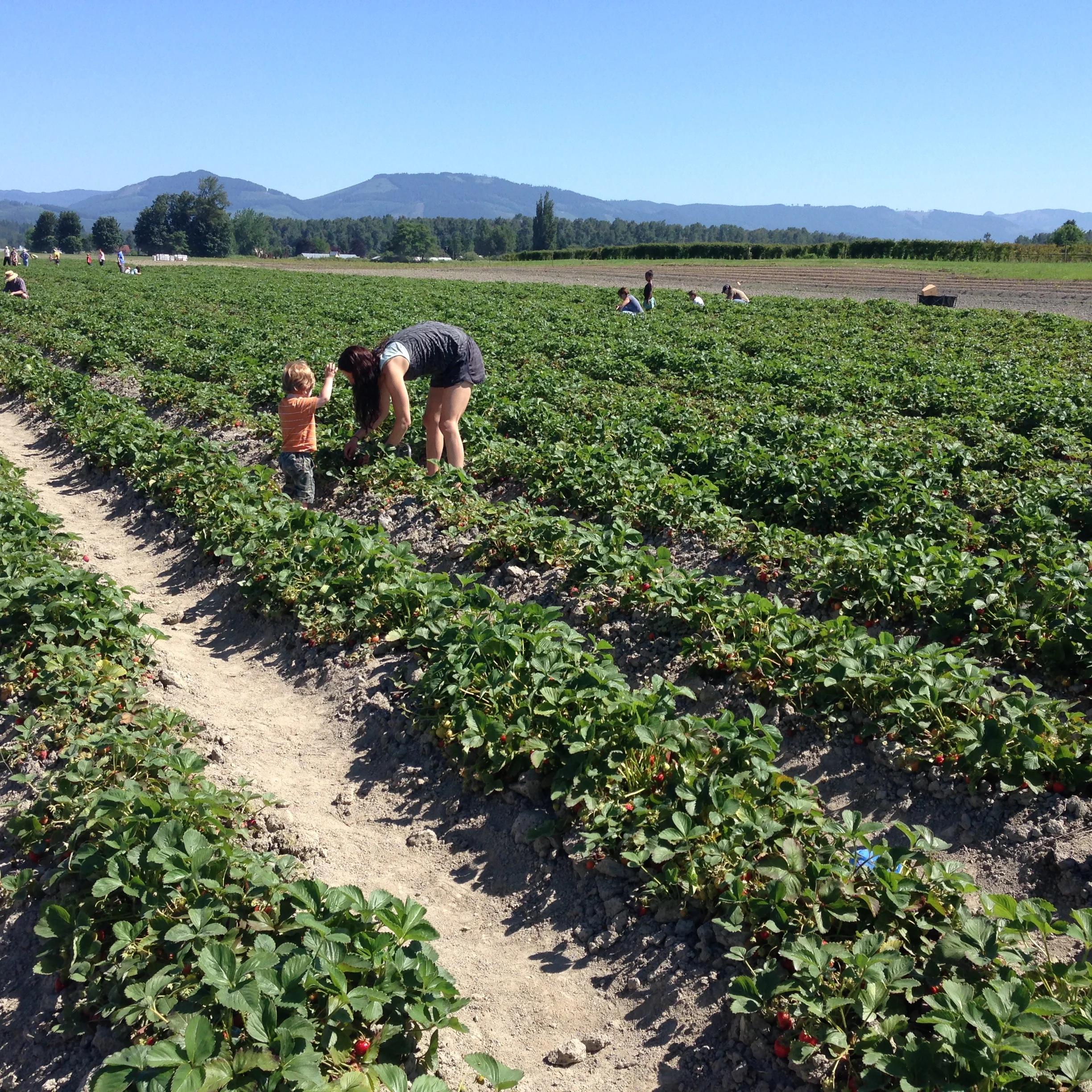 Strawberry picking 4.jpg