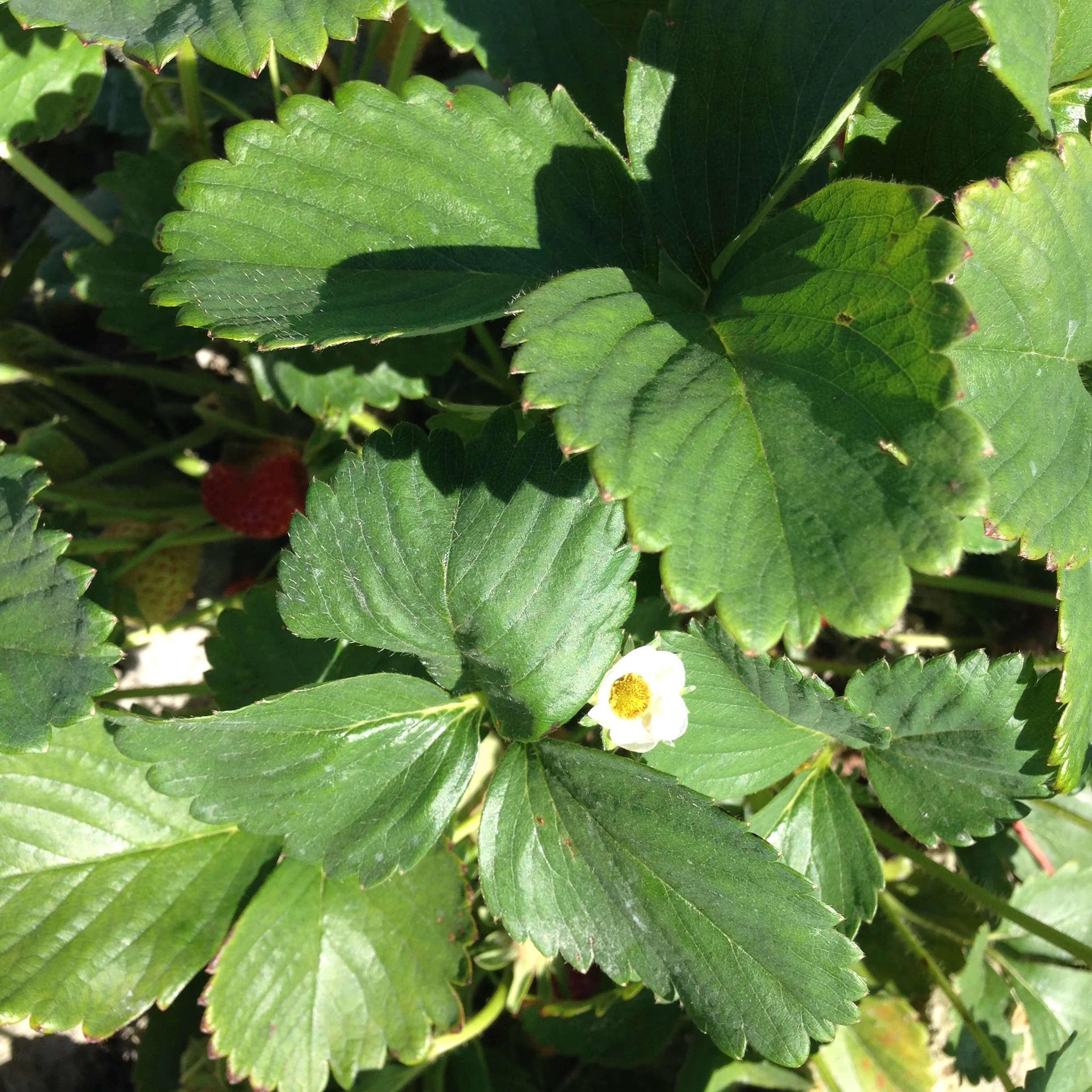 Strawberry picking 5.jpg