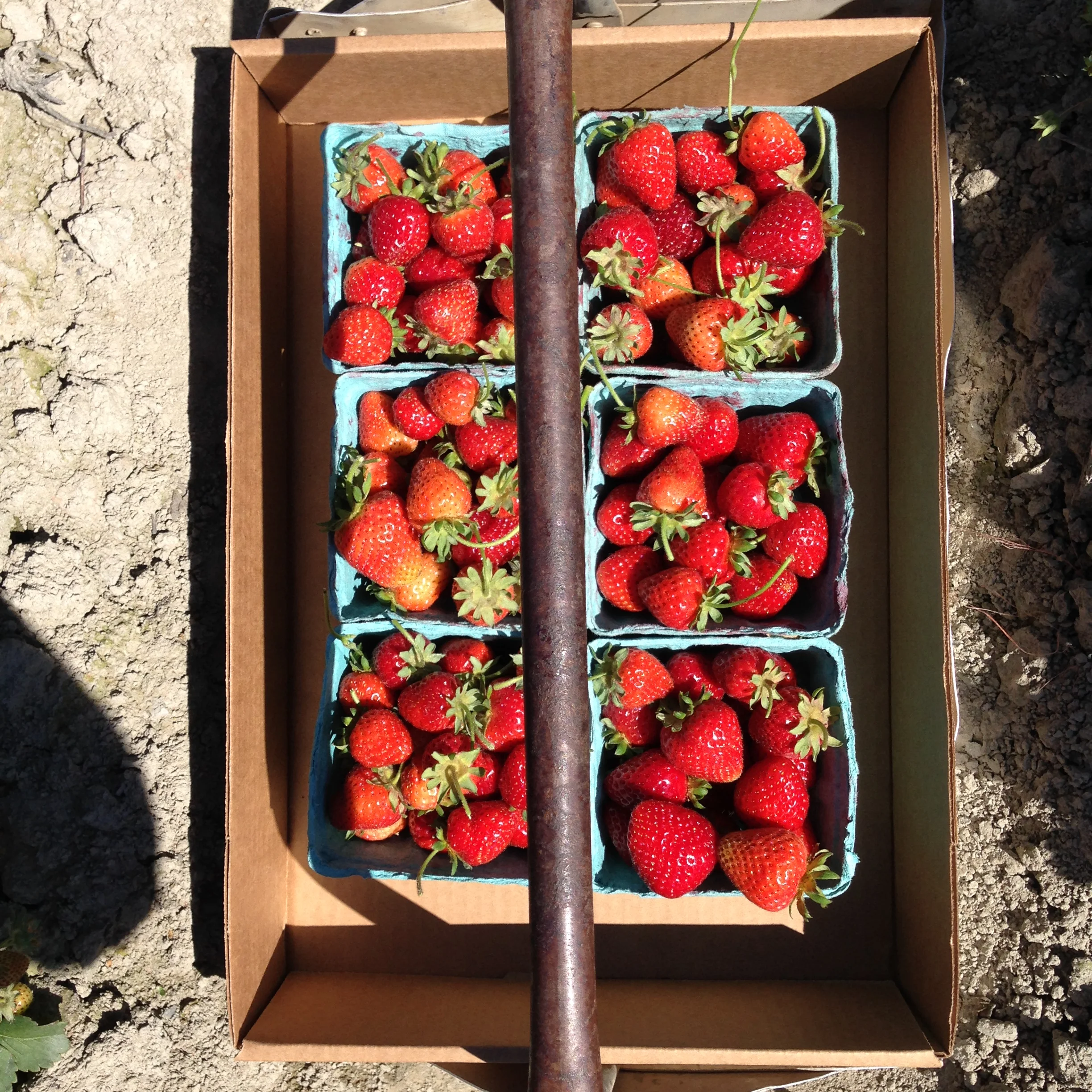 Strawberry picking 6.jpg