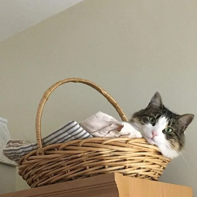 The view from my desk (aka, perks of working from home).
*
*
#marianelinor #catsofinstagram #catlove #catlady #catinabasket #dailymeow #floof #stayathome #covid19 #covidlife