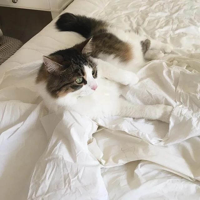 Sunday is change-the-sheets day.  Marian is a big fan 🐱❤️🛏!
*
*
#marianelinor #catsofinstagram #catlove #catlady #catsinbed #dailymeow #floof #sundaymornings #weekendvibes