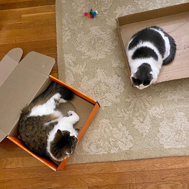 Hope you’re enjoying your Friday as much as a π± in a π¦. Happy weekend!
*
*
#marianelinor #maisiefrances #catsofinstagram #catlove #catlady #catsinboxes #dailymeow #floof