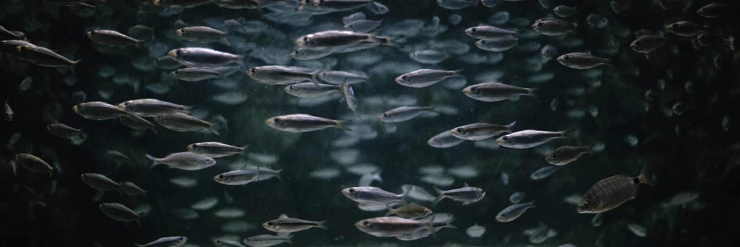 Bermuda Aquarium, Museum, and Zoo - Flats Village, Bermuda. Wide open f2.5. | Lomo 50mm square front anamorphic | Keith Nickoson