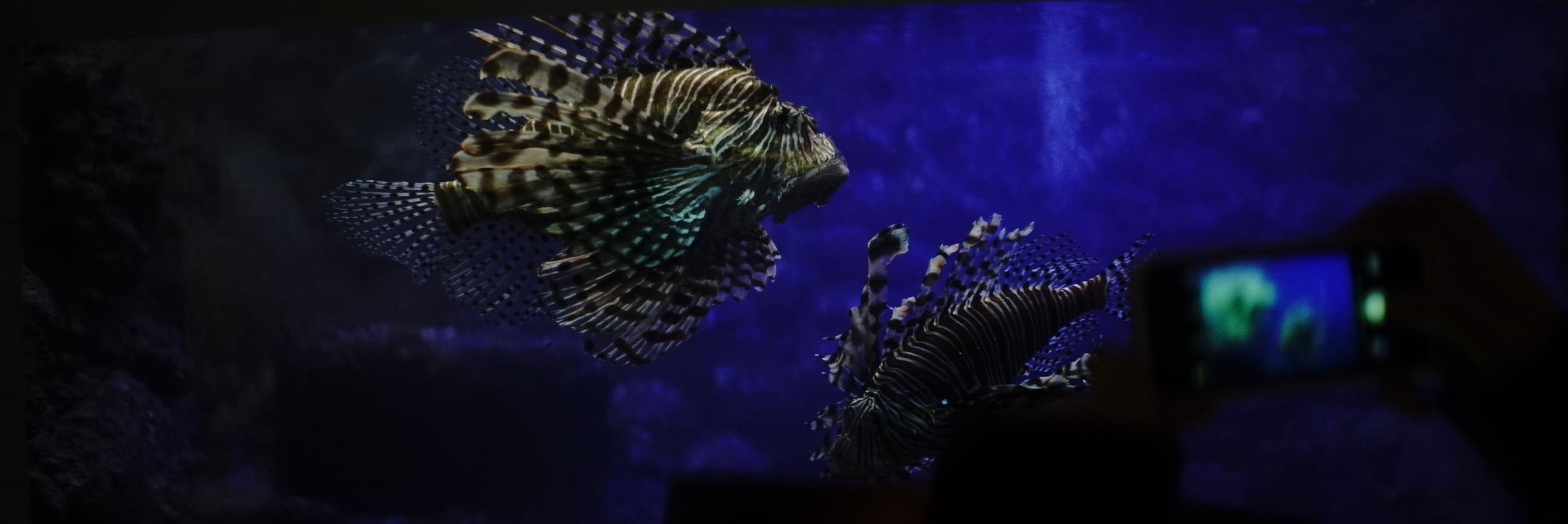 Bermuda Aquarium, Museum, and Zoo - Flats Village, Bermuda. Wide open f2.5. | Lomo 50mm square front anamorphic | Keith Nickoson