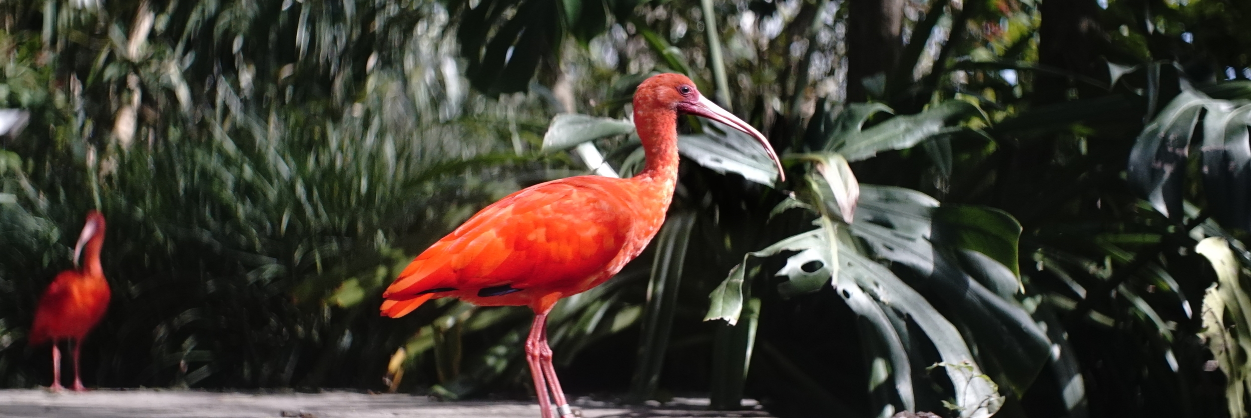 Bermuda Aquarium, Museum, and Zoo - Flatts Village, Bermuda. This looks like a stuffed bird in a museum, right? It was alive and walking around, and this picture was taken outside. Wide open, f2.5. This picture says so much about the Lomo anamorphic. The distortion and bokeh are pretty darn cool. | Lomo 50mm square front anamorphic | Keith Nickoson