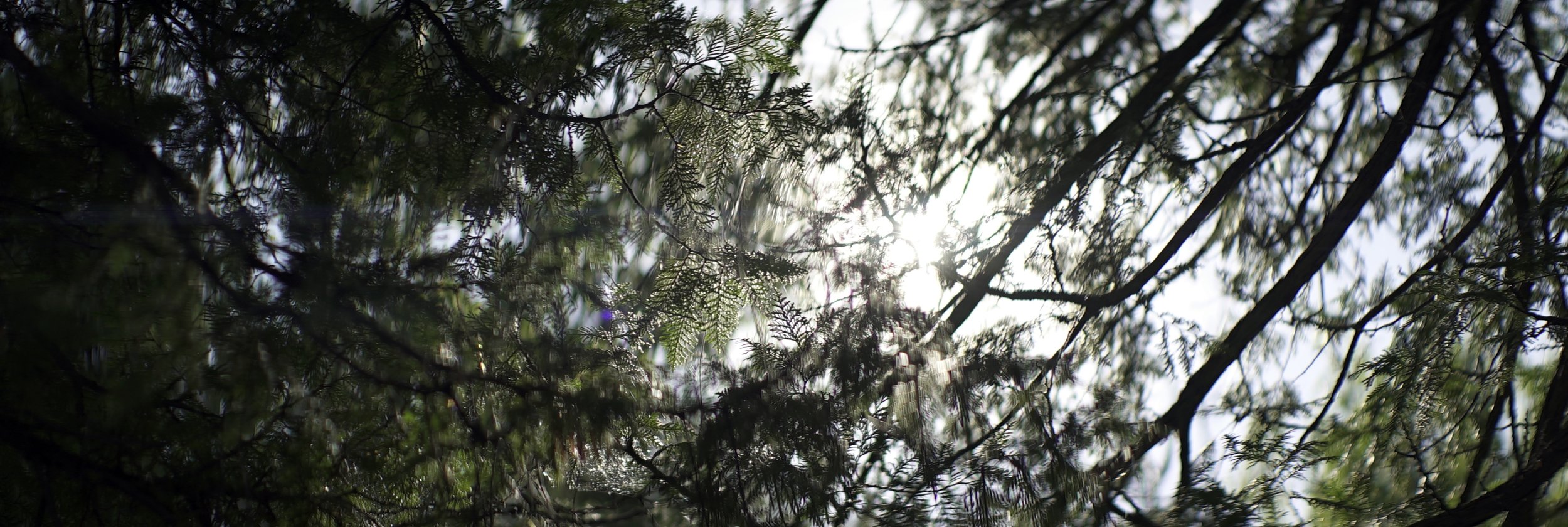 Lomo 100mm anamorphic lens | A subtle sun-flare through some trees at the north end of Mackinac Island, MI. Photo by: Keith Nickoson