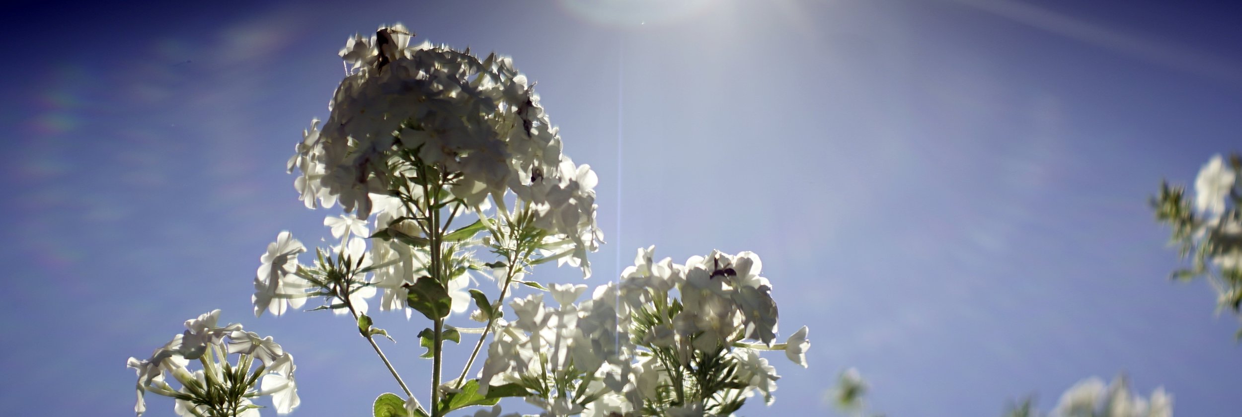 Lomo 100mm anamorphic lens | The Grand Hotel - Mackinac Island, MI - This picture was taken wide open at a T3.1, and at minumum focus of 3'4" - Notice the veiling glare and small vertical flare from the sun. Photo by: Keith Nickoson.