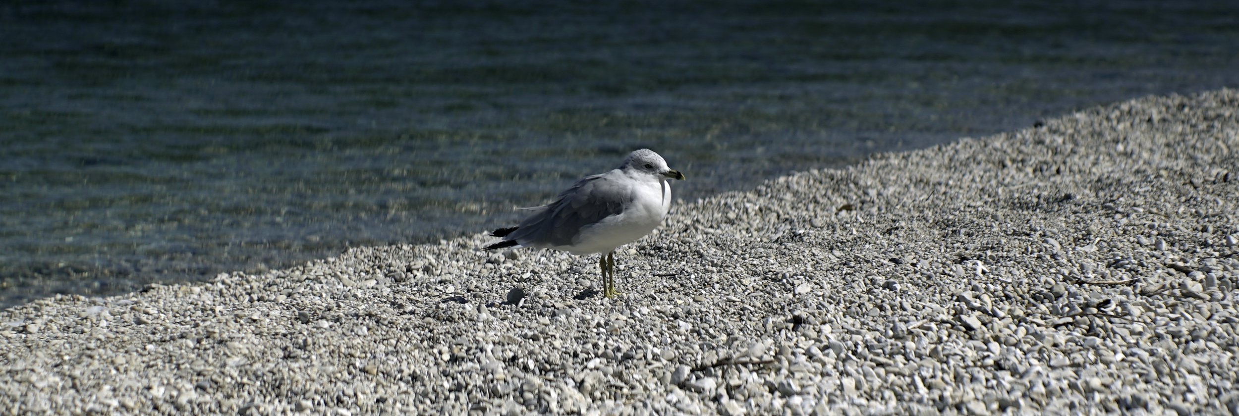 Lomo 100mm anamorphic lens | These little guys were all over the place, and rather bold. Photo by: Keith Nickoson