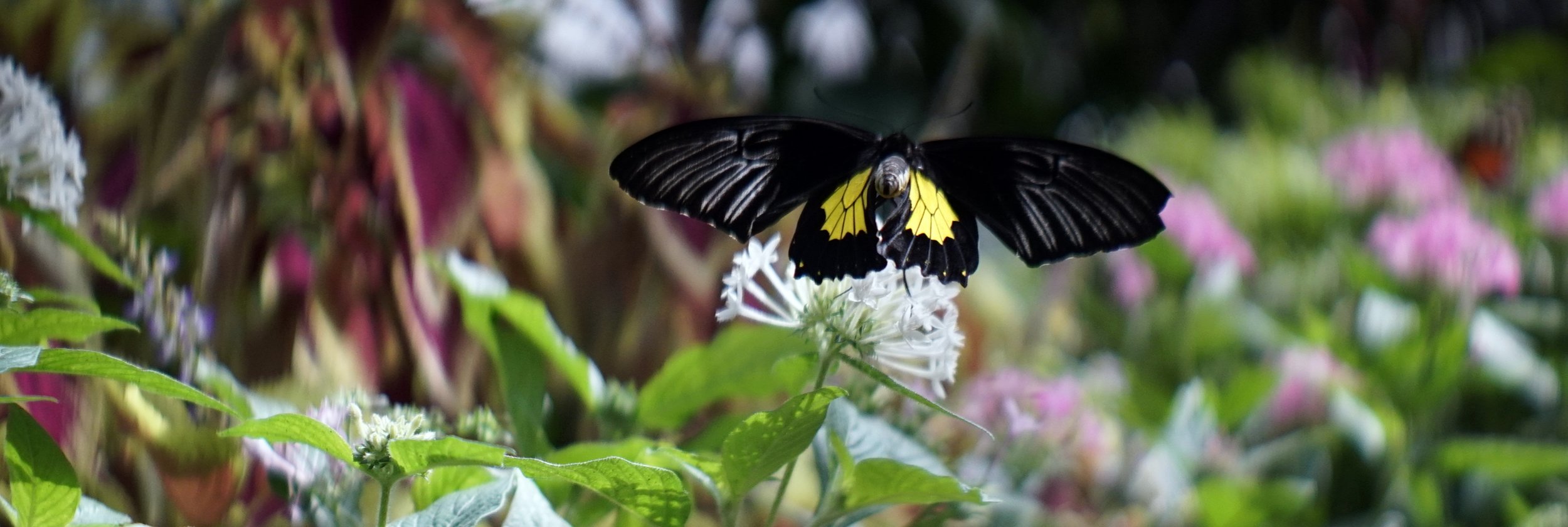 Lomo 100mm anamorphic lens | Original Butterfly House - Mackinac Island, MI. Photo by: Keith Nickoson