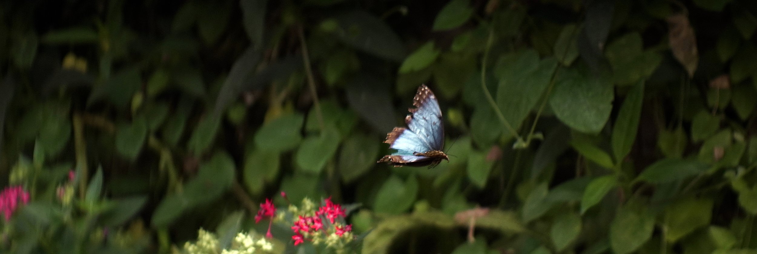 Lomo 100mm anamorphic lens | Original Butterfly House - Mackinac Island, MI. Photo by: Keith Nickoson