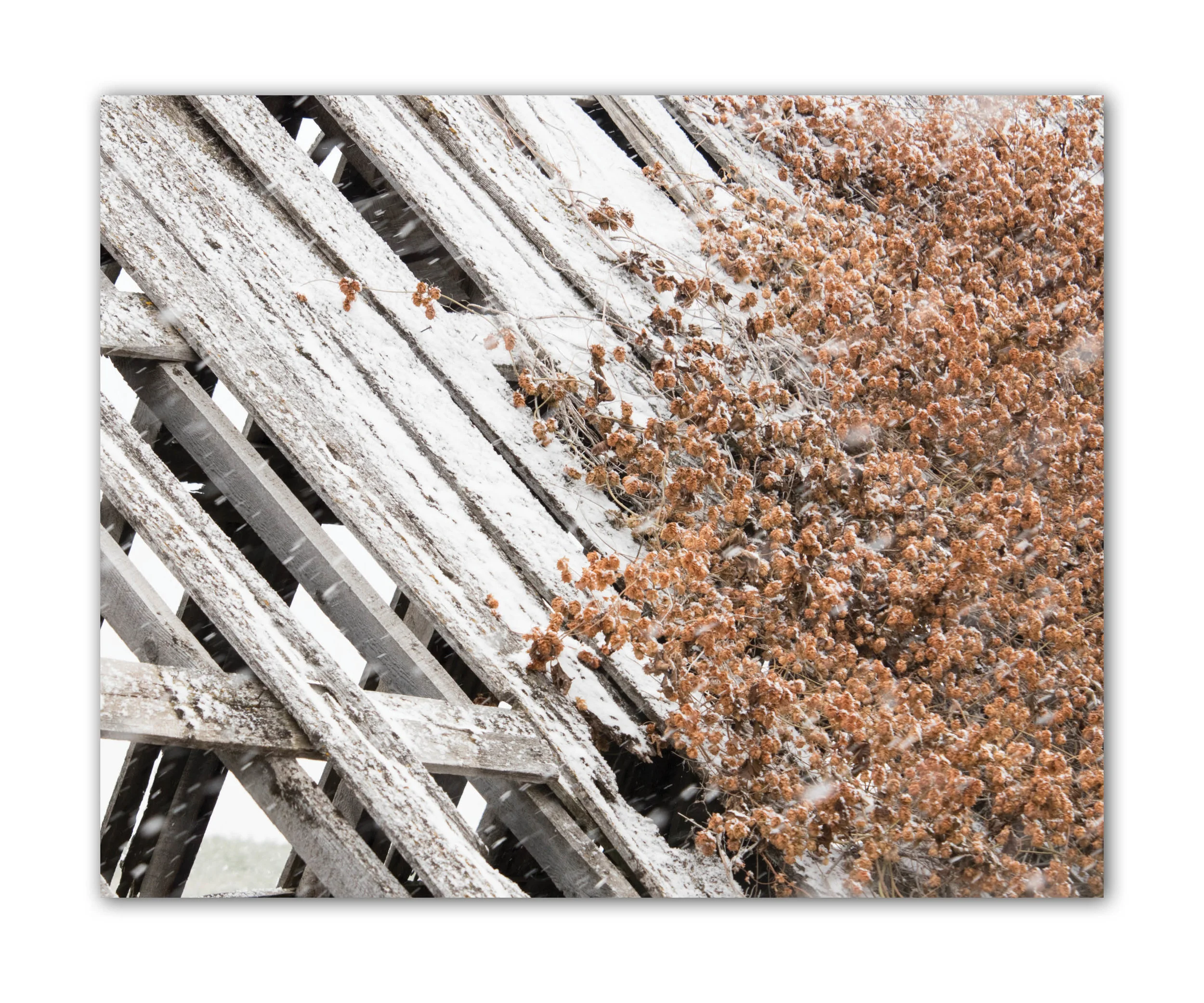 barn texture 2.jpg