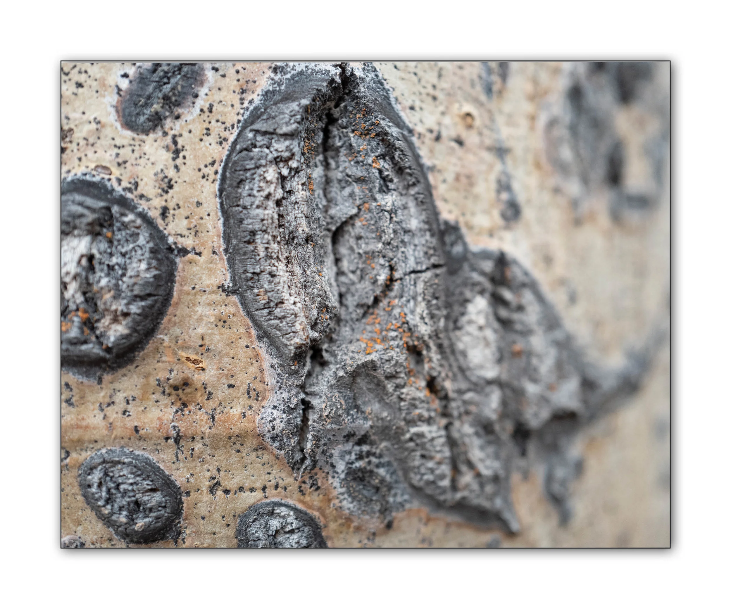 aspen bark 1 of 2.jpg