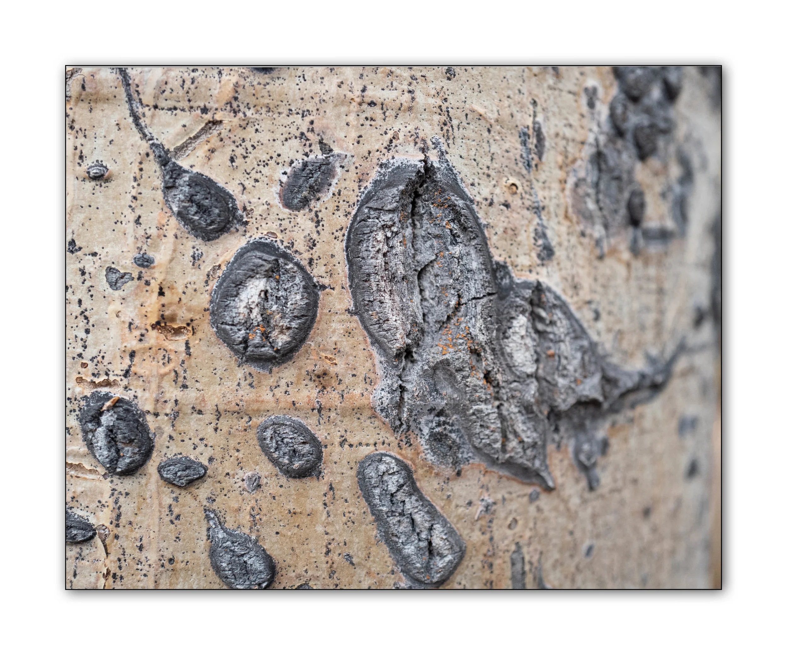 aspen bark 2 of 2.jpg