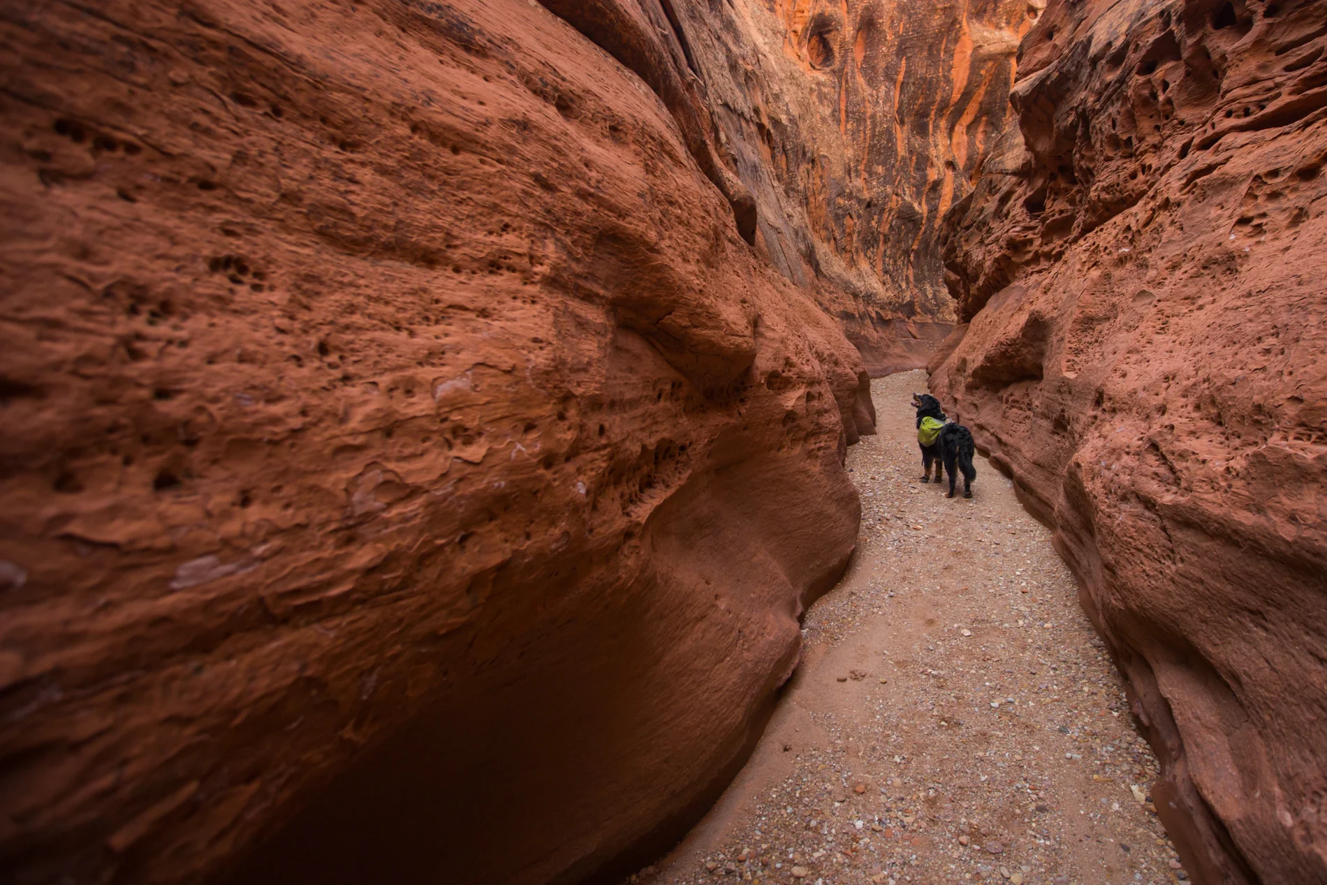 Little Death Hollow Wolverine Loop - Dog Report